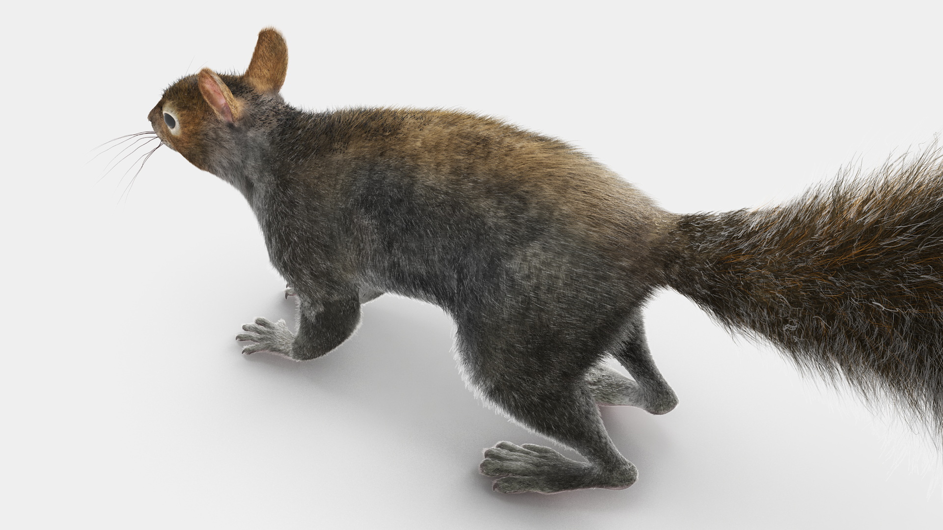Gray Squirrel Fur 3D