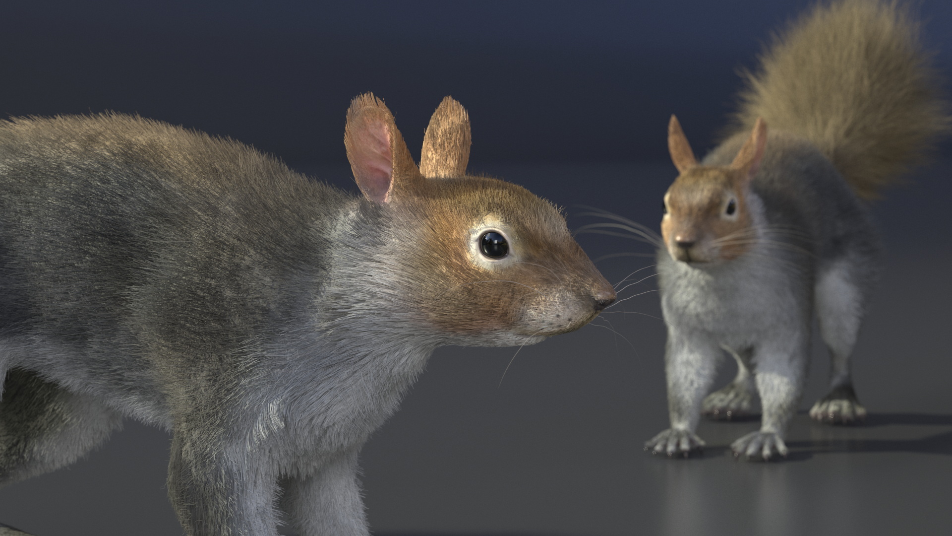 Gray Squirrel Fur 3D
