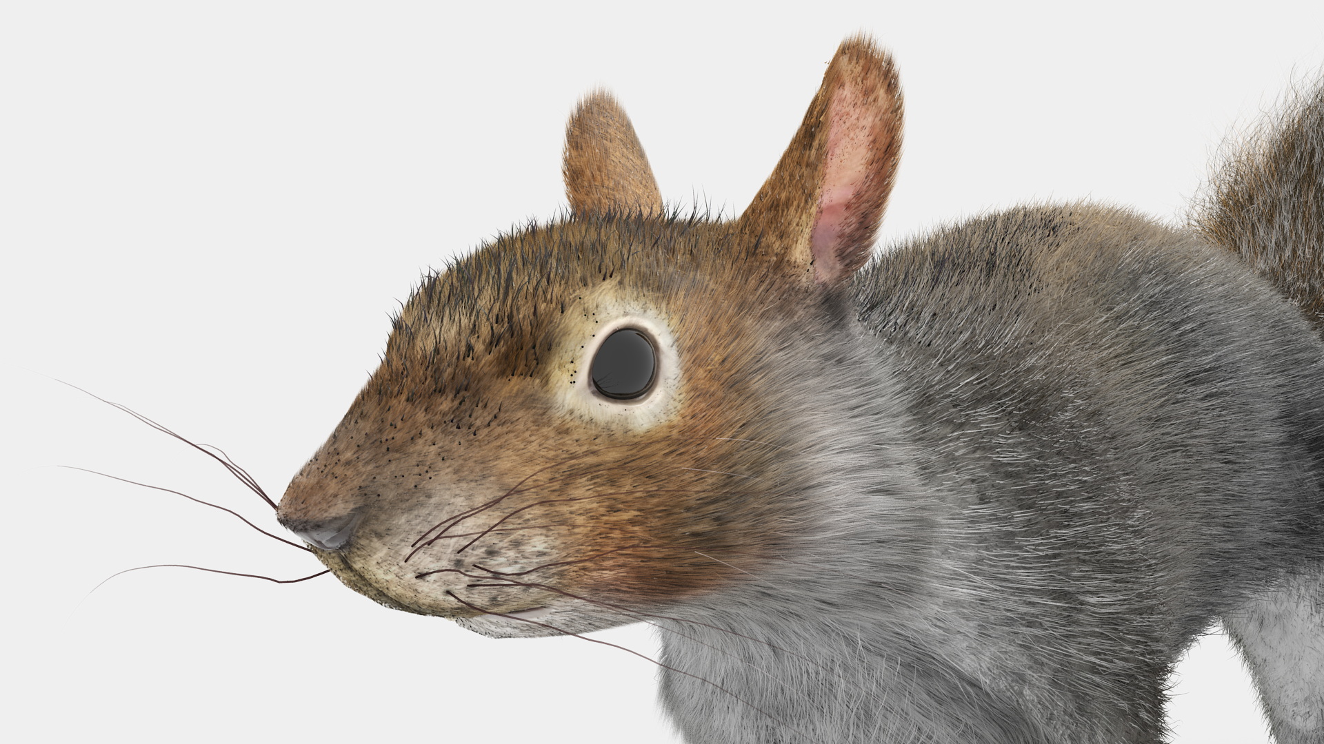 Gray Squirrel Fur 3D