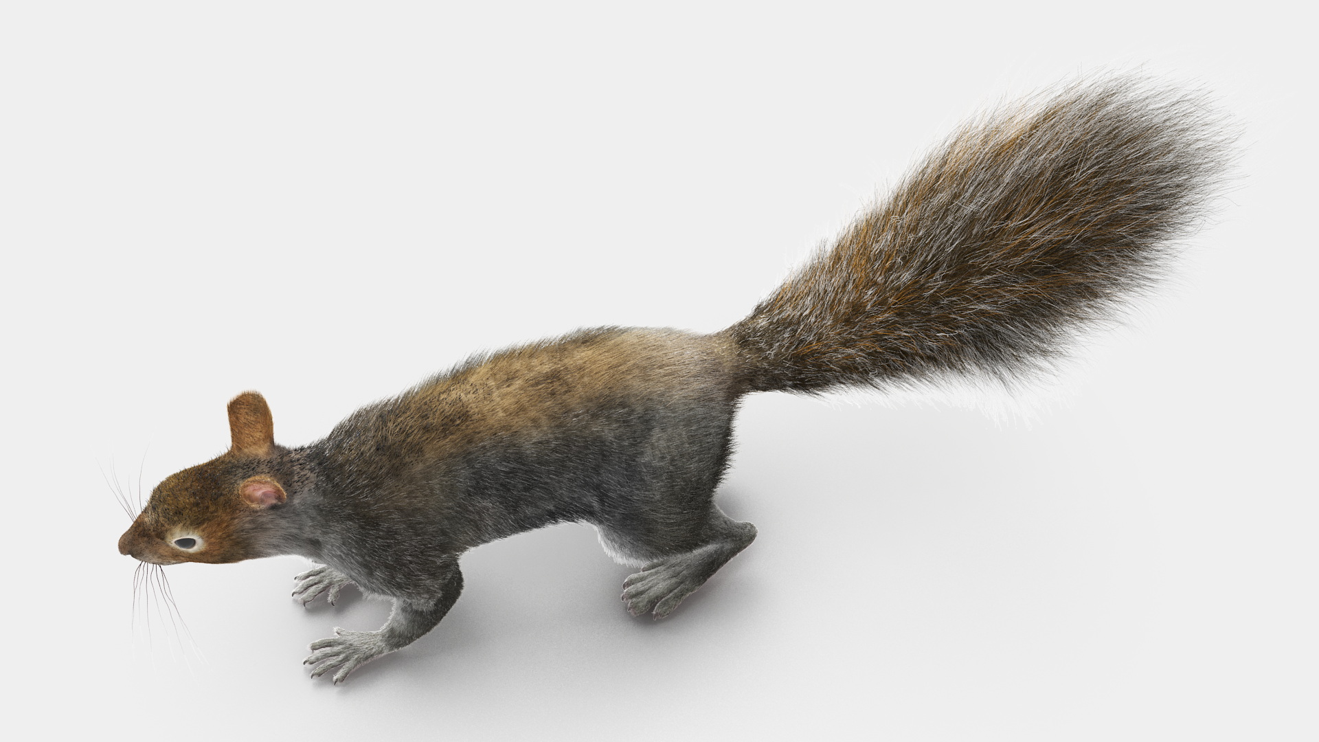 Gray Squirrel Fur 3D