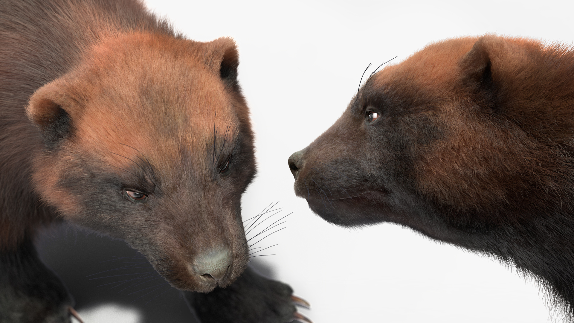 Wolverine Dark Color Walking Pose Fur 3D