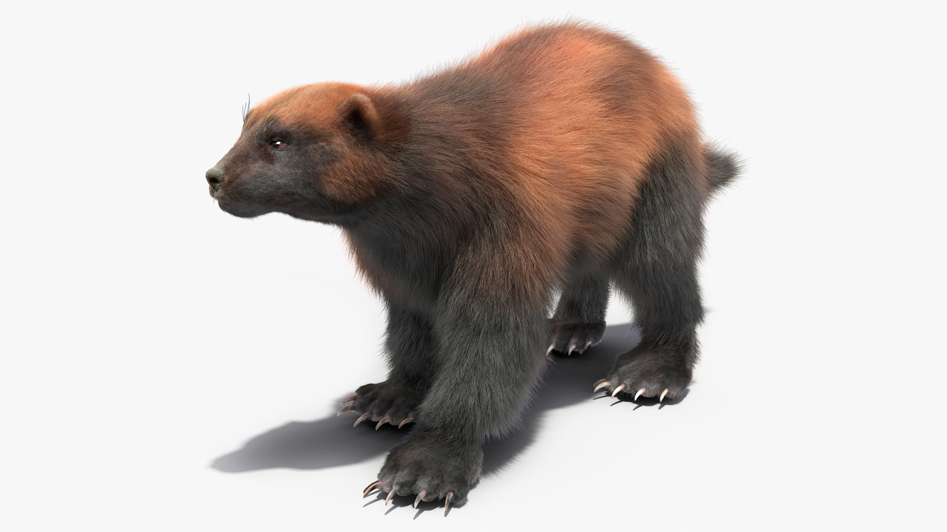 Wolverine Dark Color Walking Pose Fur 3D