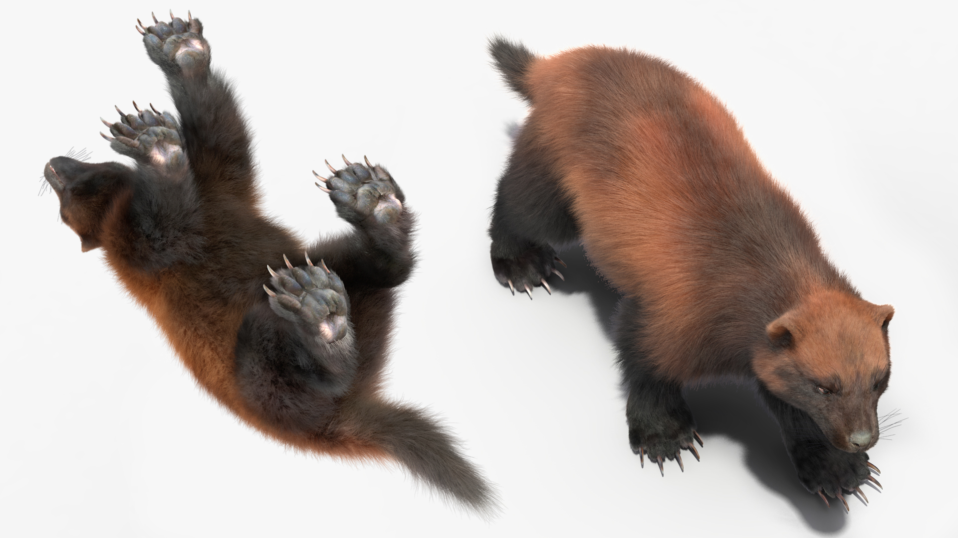 Wolverine Dark Color Walking Pose Fur 3D