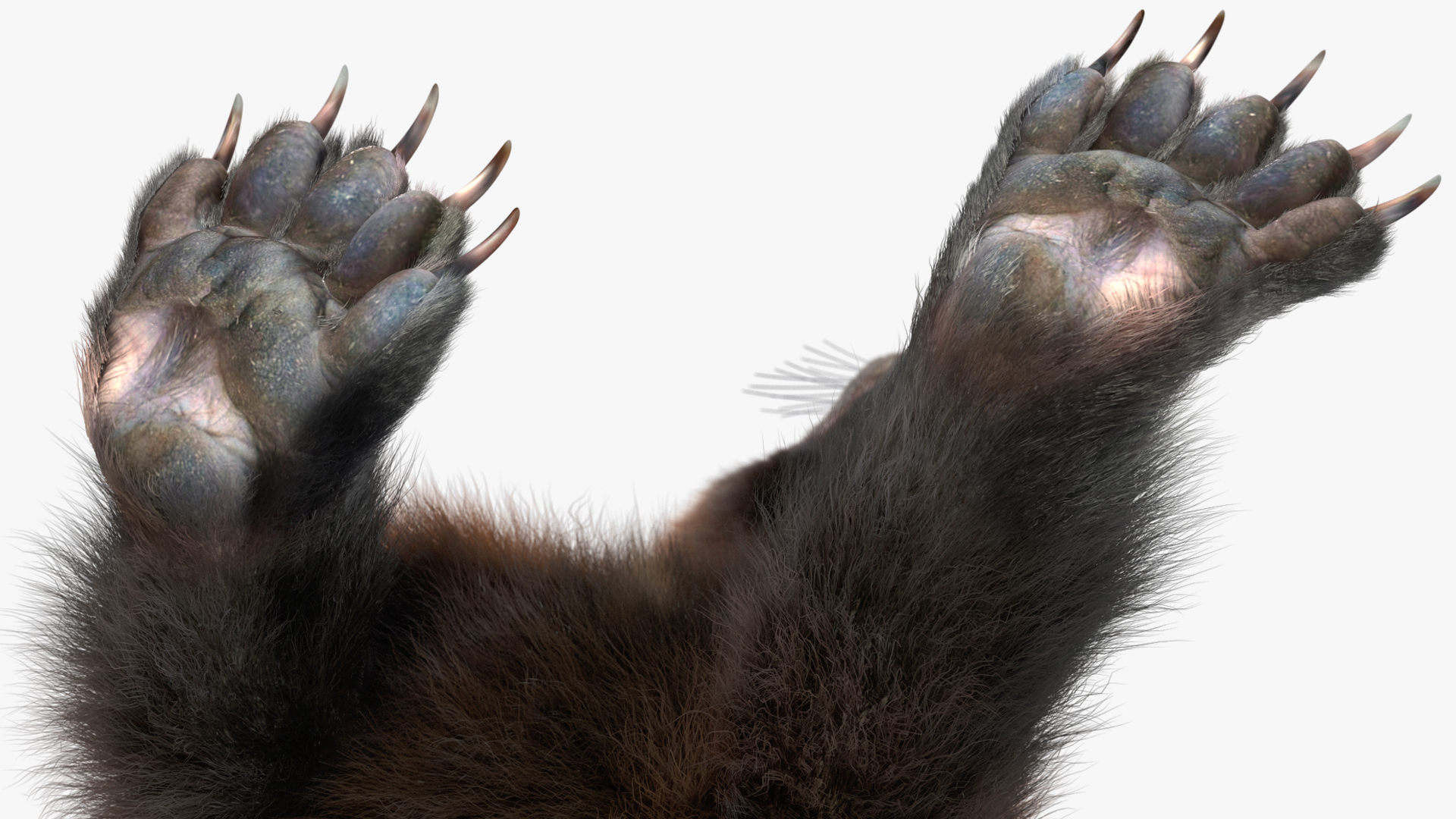 Wolverine Dark Color Walking Pose Fur 3D