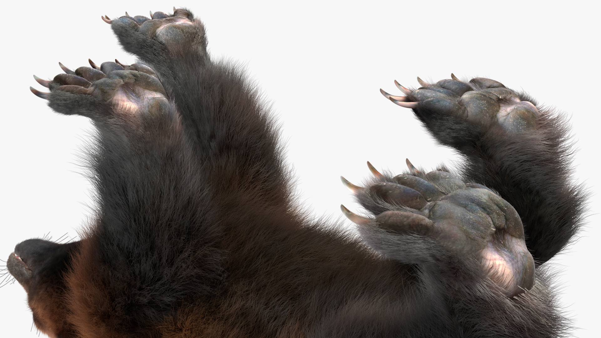 Wolverine Dark Color Walking Pose Fur 3D