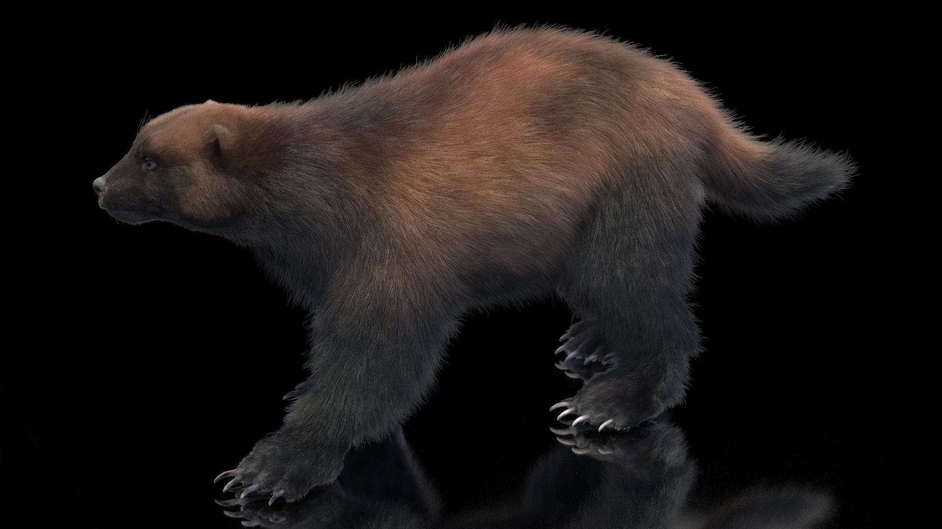 Wolverine Dark Color Walking Pose Fur 3D