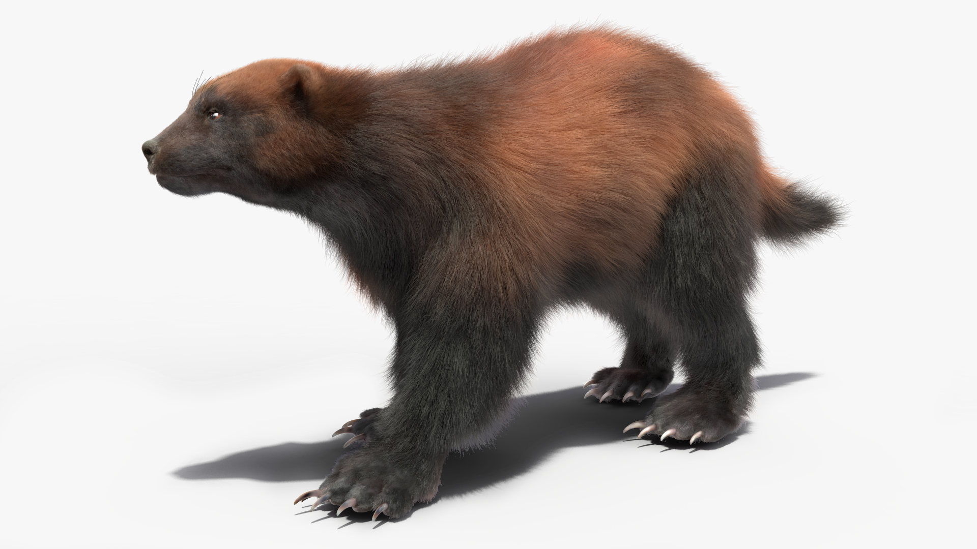 Wolverine Dark Color Walking Pose Fur 3D