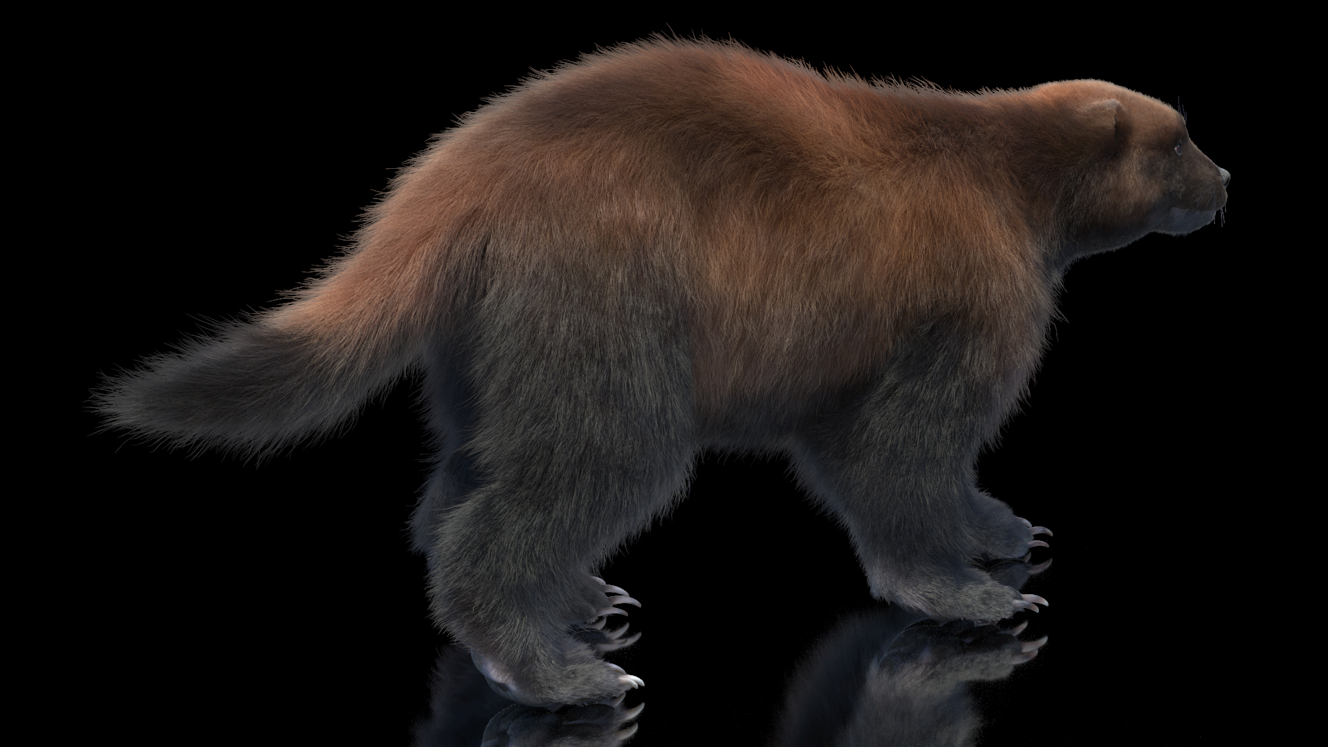 Wolverine Dark Color Walking Pose Fur 3D