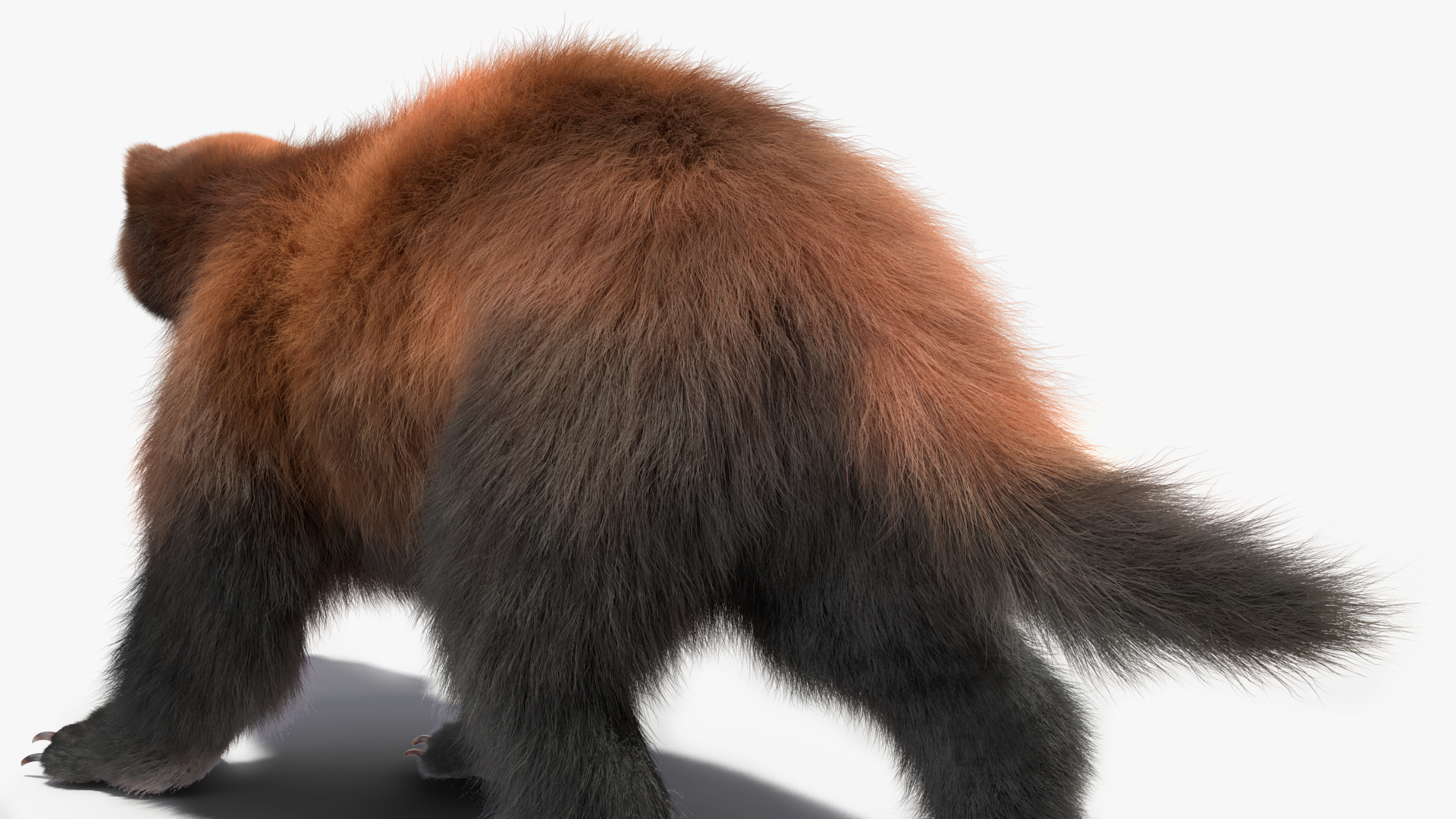 Wolverine Dark Color Walking Pose Fur 3D