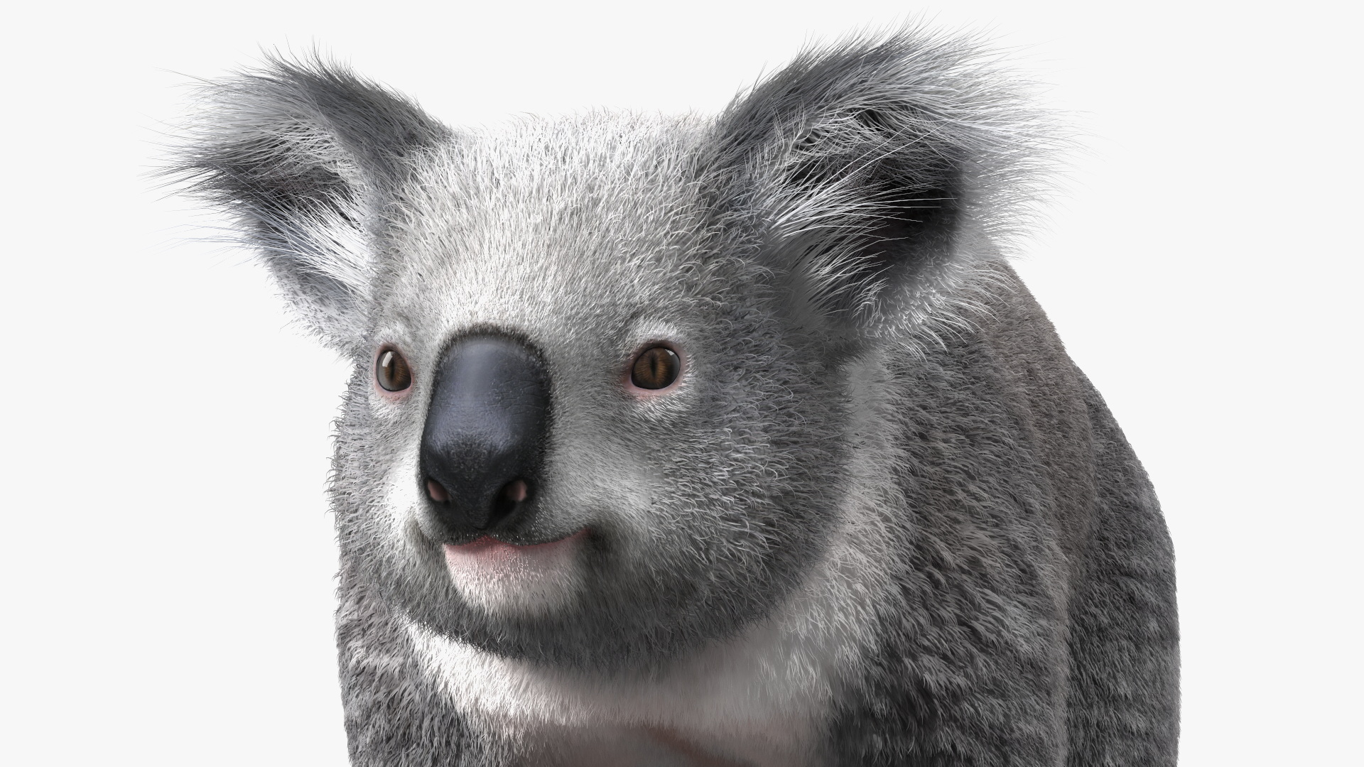 3D Koala Rigged Fur