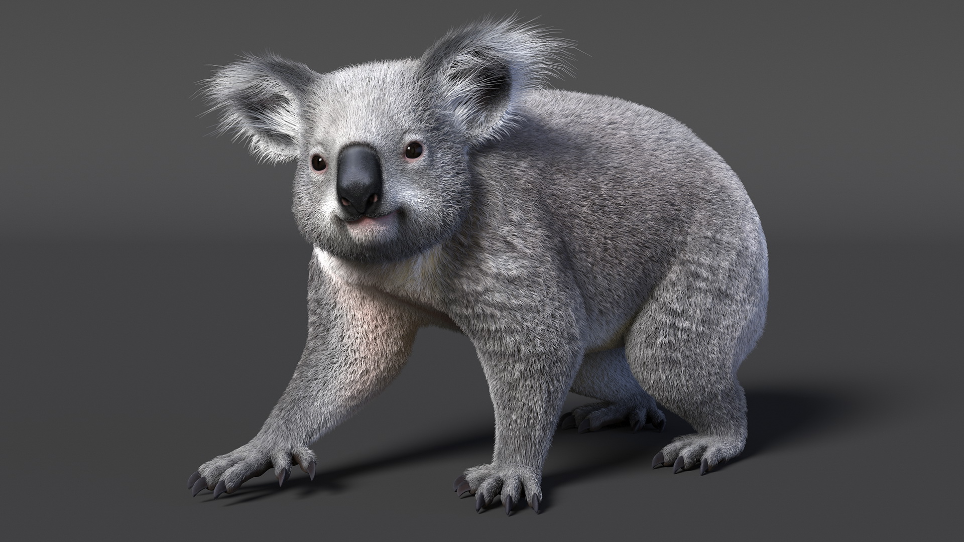 3D Koala Rigged Fur