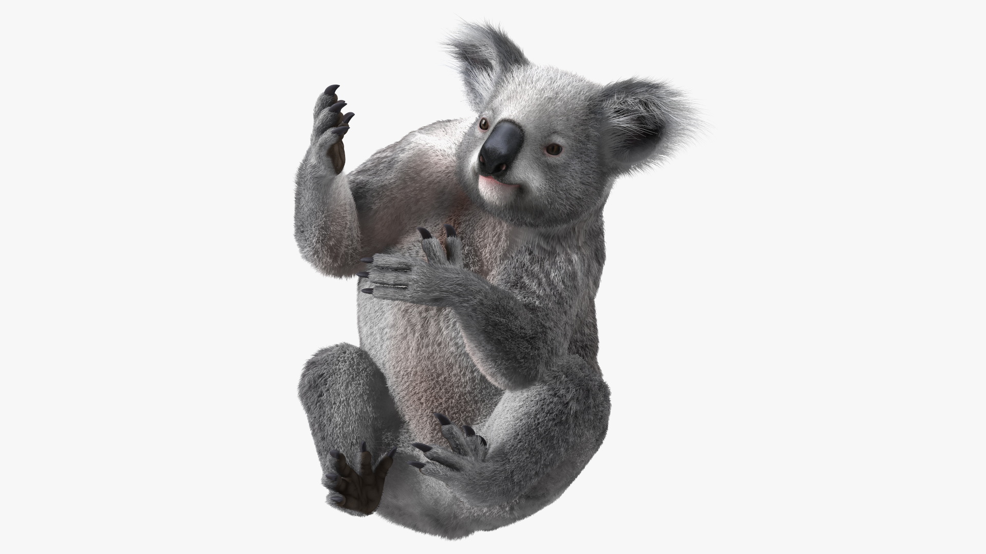 3D Koala Rigged Fur