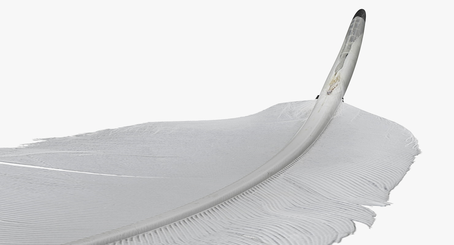 White Goose Feather 3D model