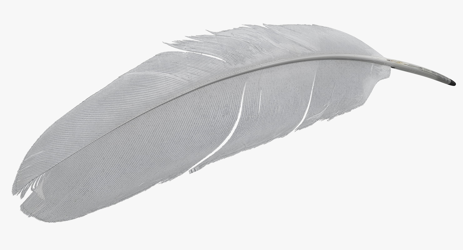 White Goose Feather 3D model