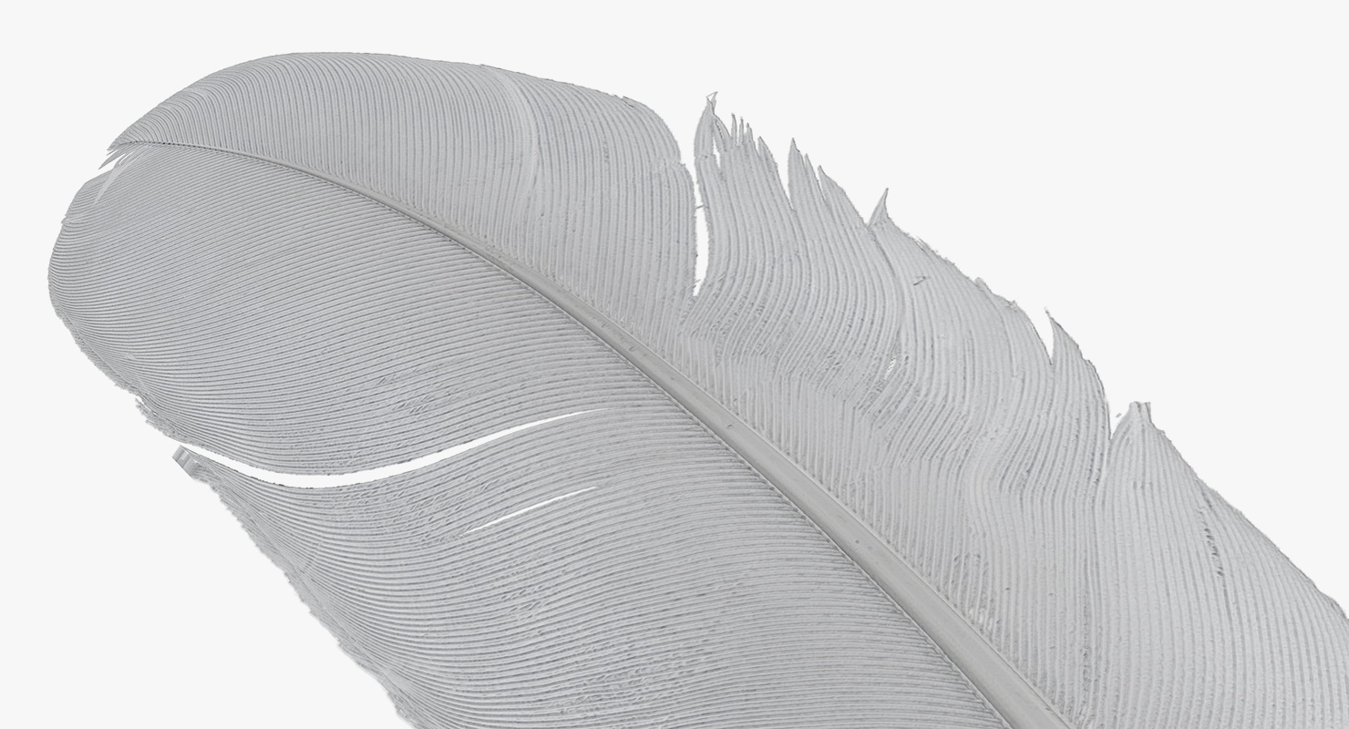 White Goose Feather 3D model