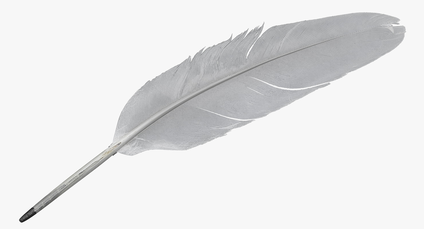 White Goose Feather 3D model