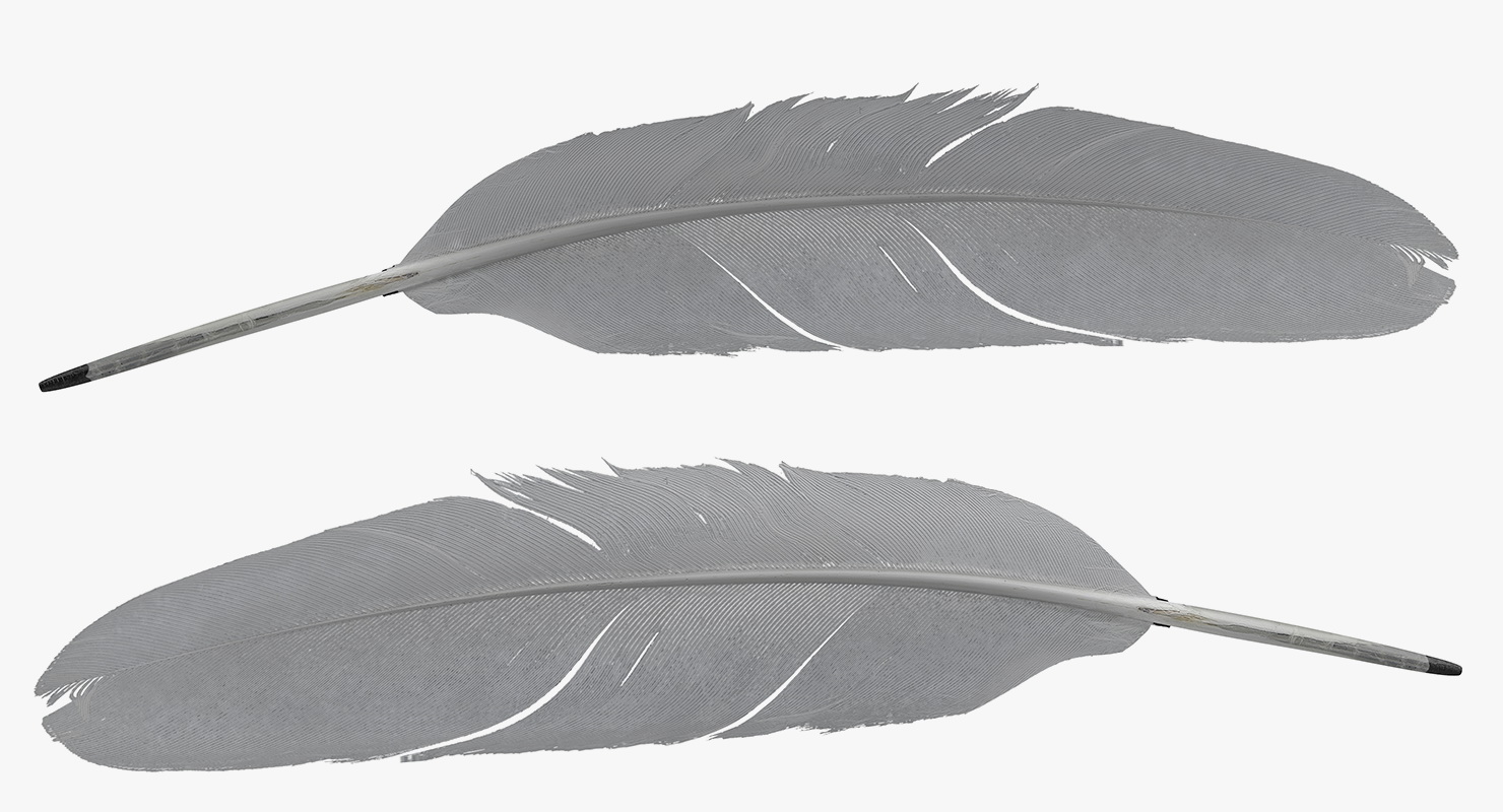 White Goose Feather 3D model