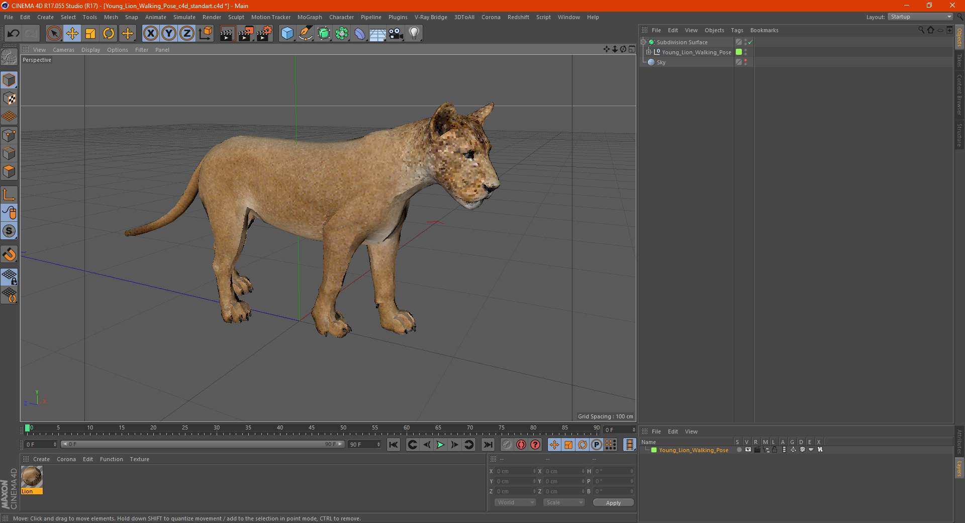 3D Young Lion Walking Pose model