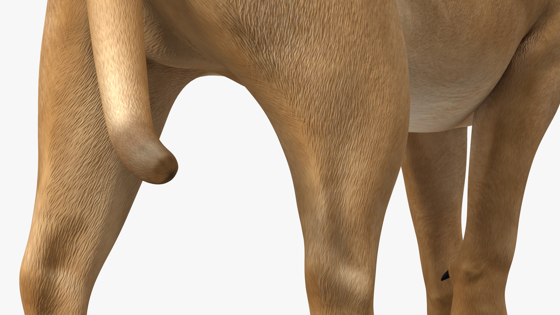 3D Young Lion Walking Pose model