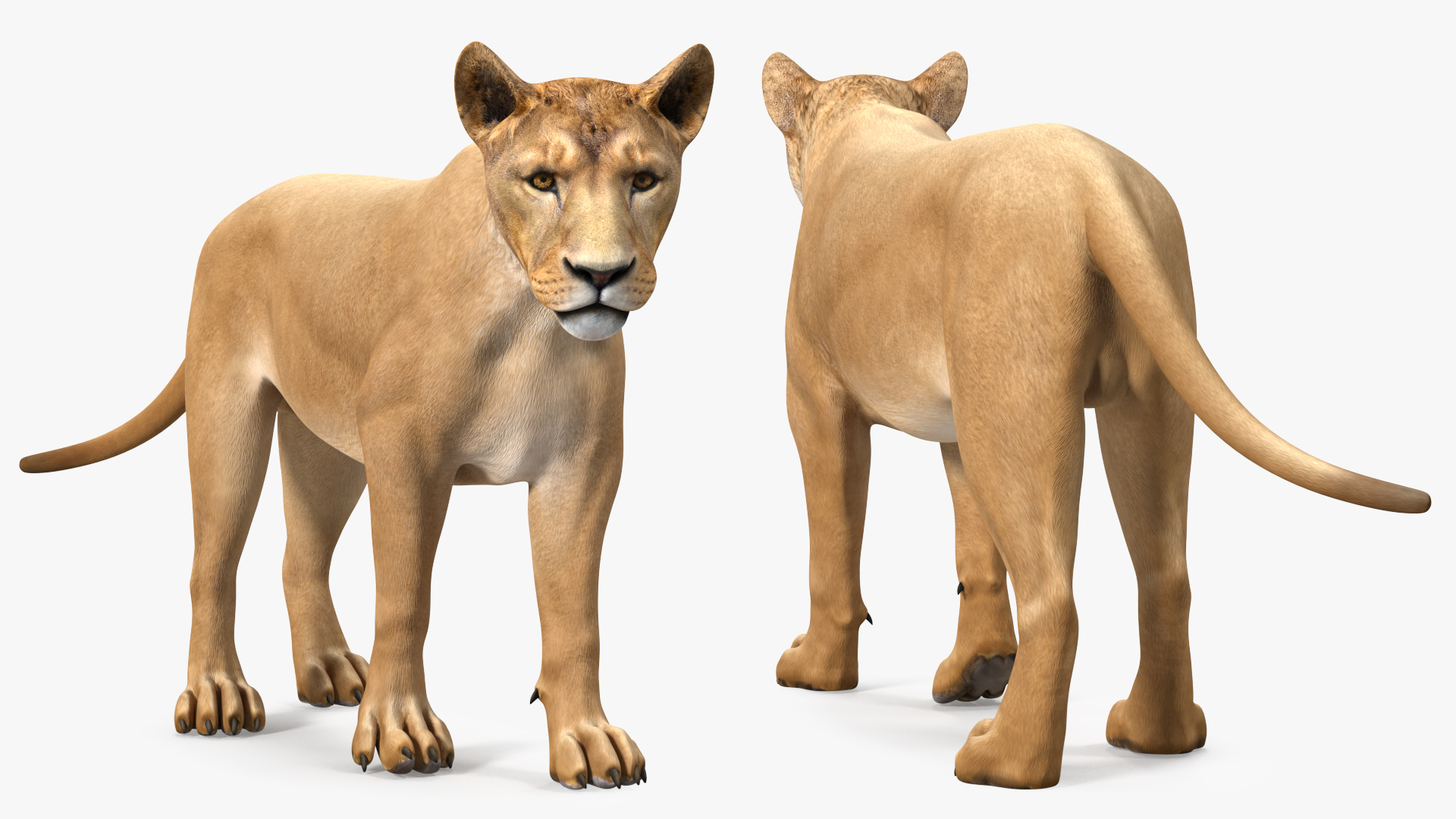 3D Young Lion Walking Pose model