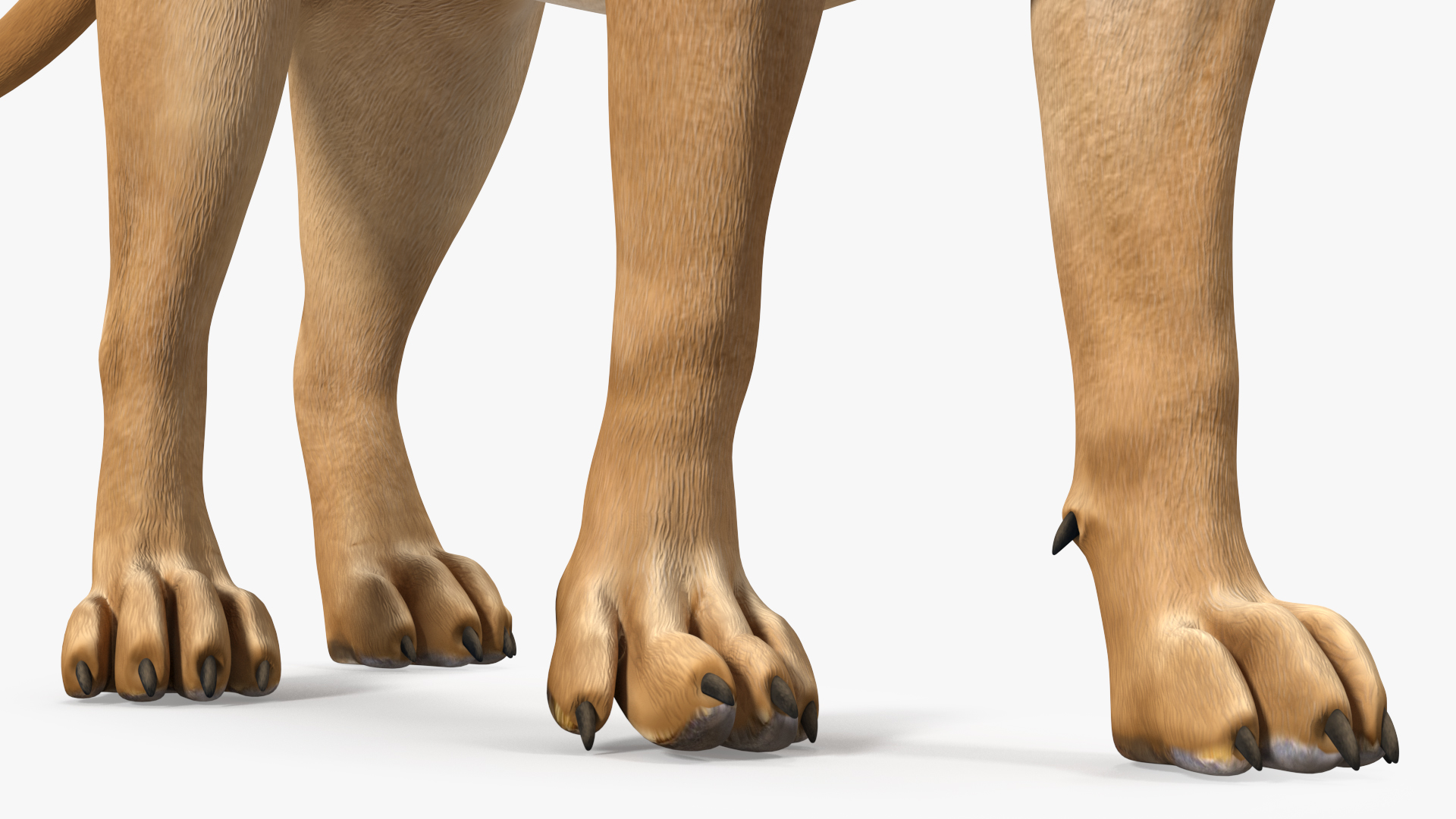 3D Young Lion Walking Pose model