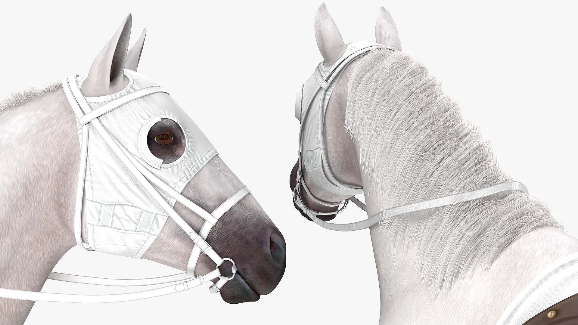 Racehorse White Fur 3D model