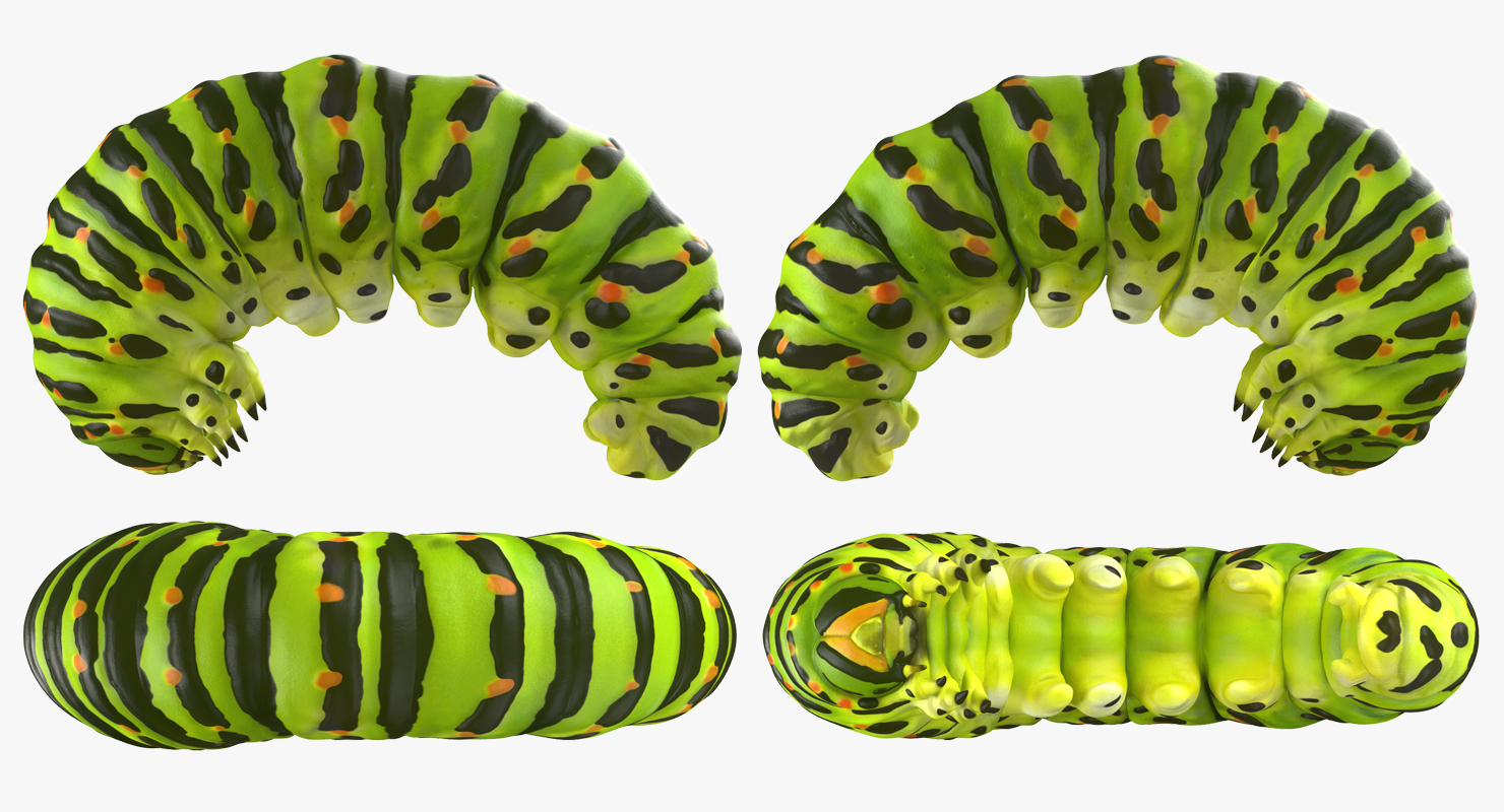 3D Caterpillar Pose 3 model