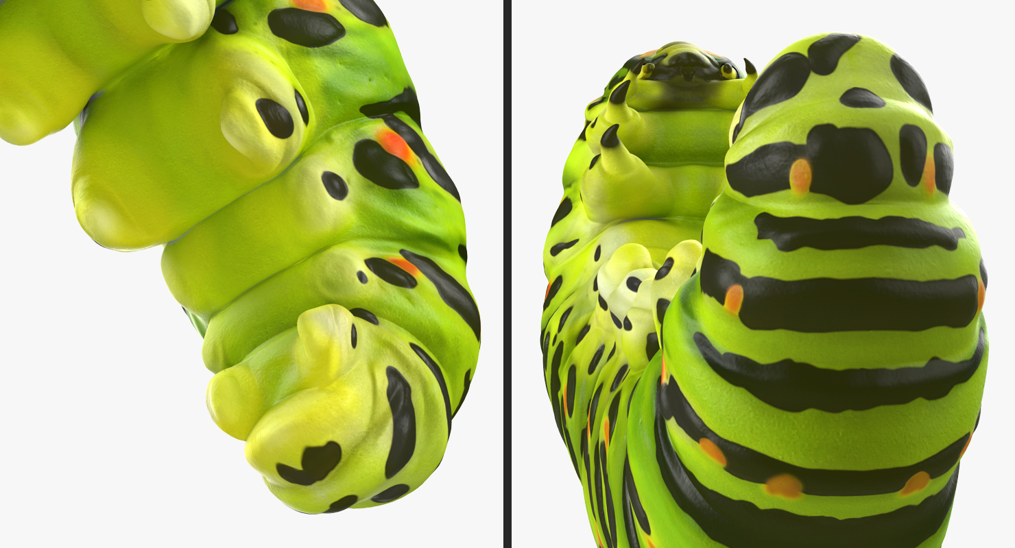 3D Caterpillar Pose 3 model