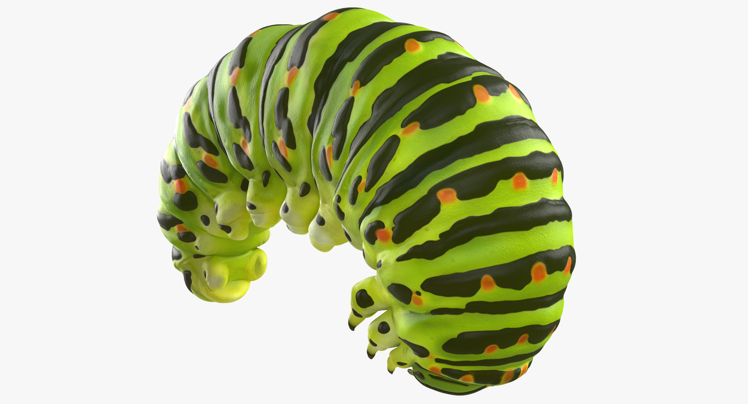 3D Caterpillar Pose 3 model