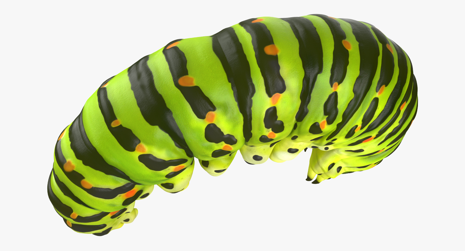 3D Caterpillar Pose 3 model