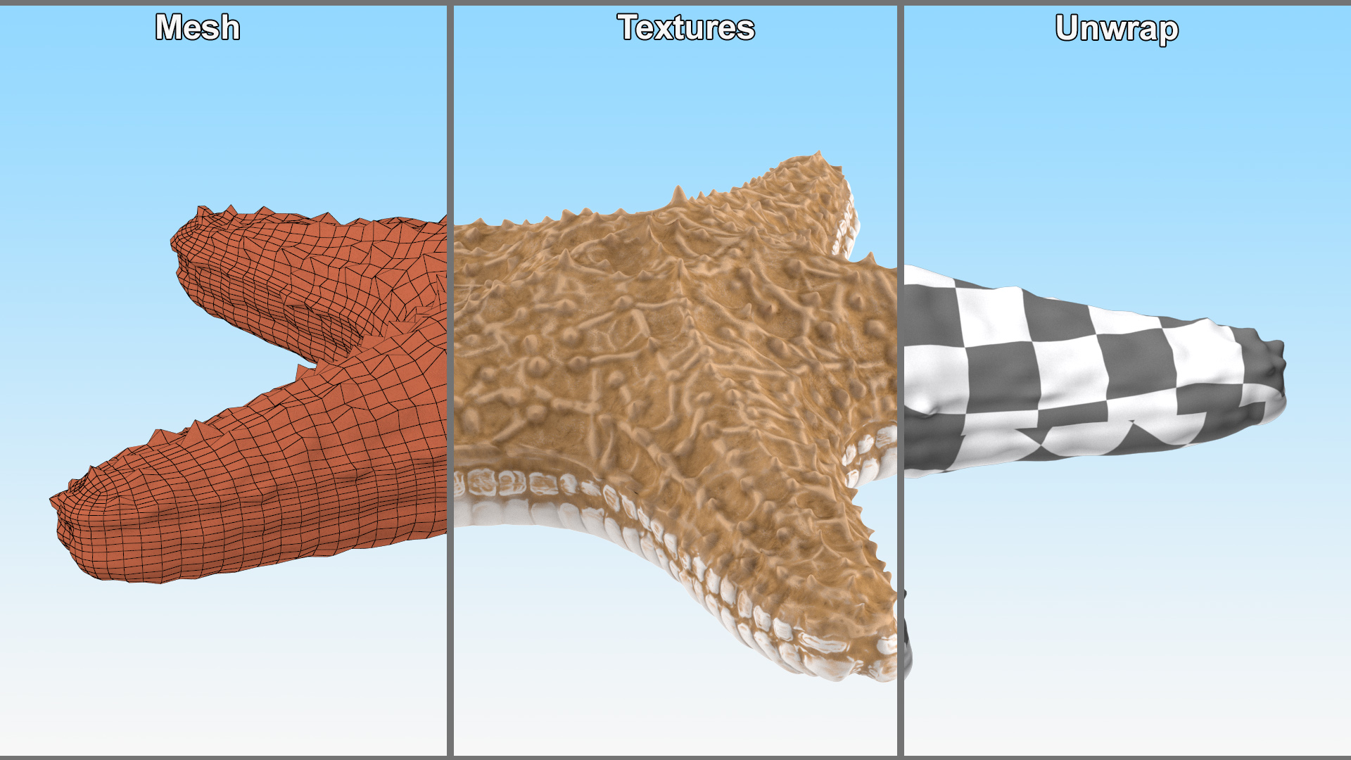 3D Realistic Starfish model
