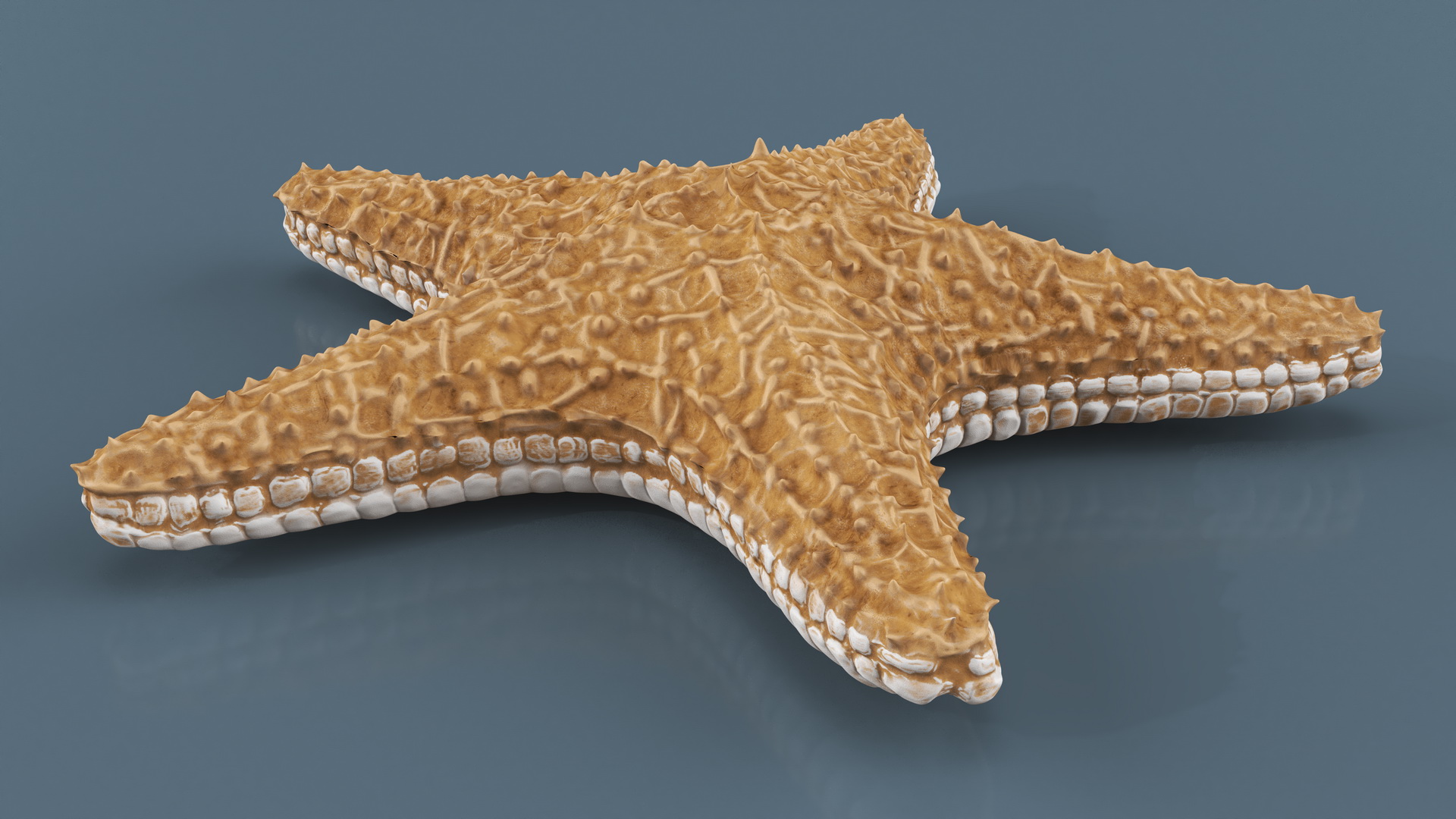 3D Realistic Starfish model
