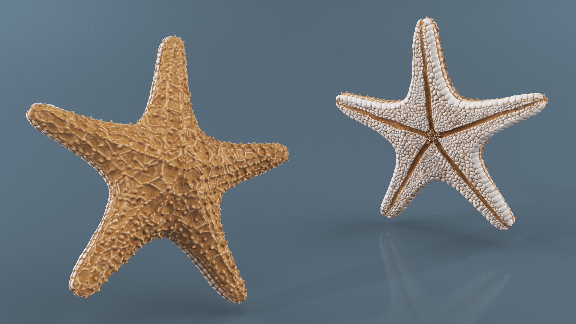 3D Realistic Starfish model