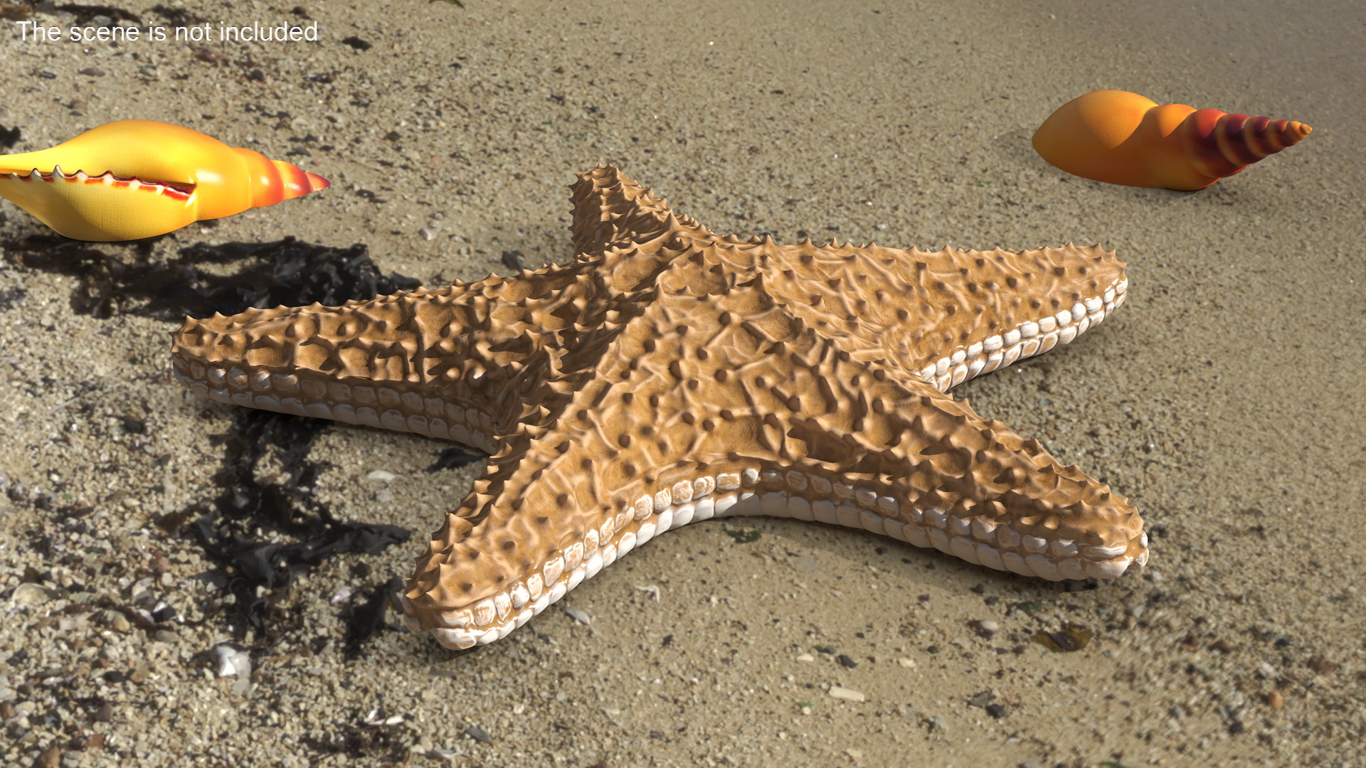 3D Realistic Starfish model