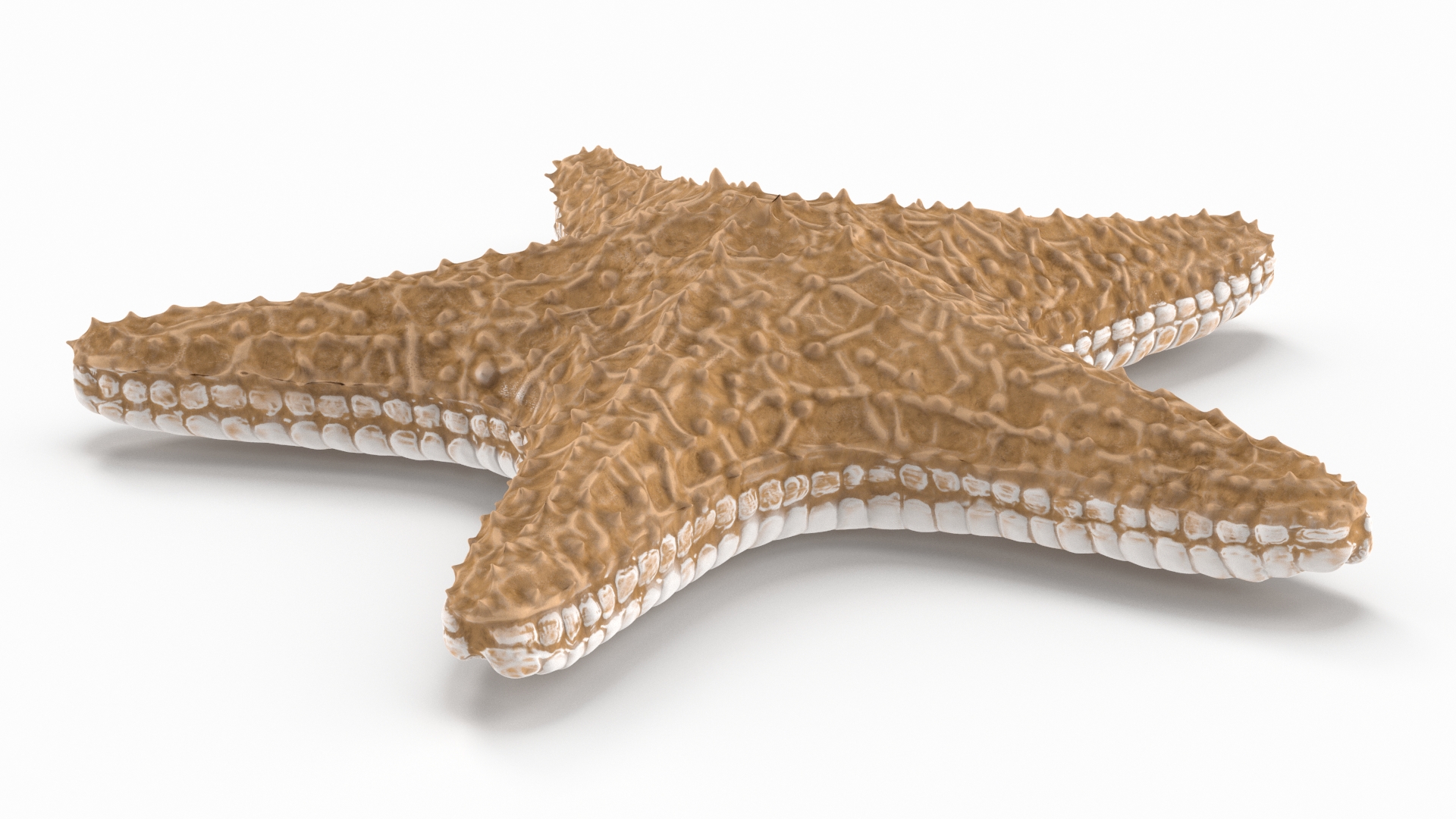 3D Realistic Starfish model