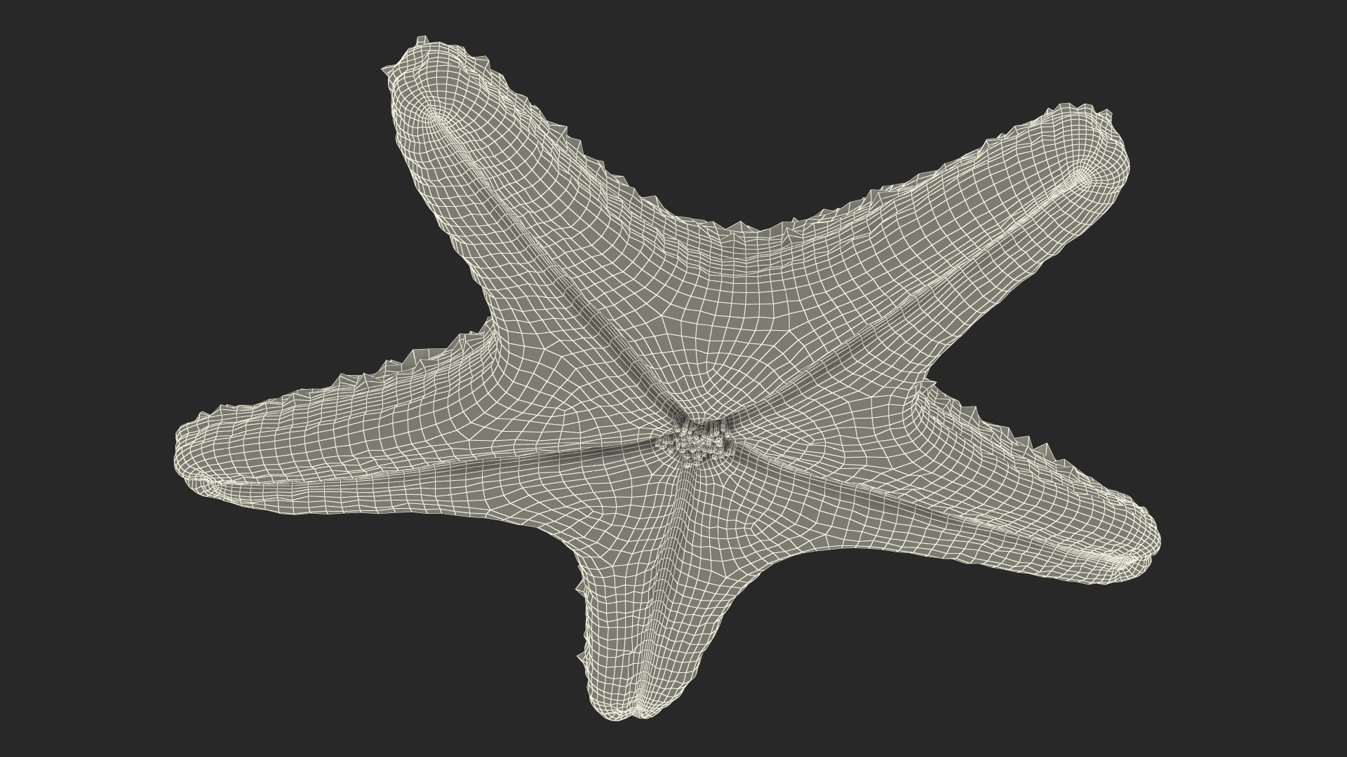3D Realistic Starfish model