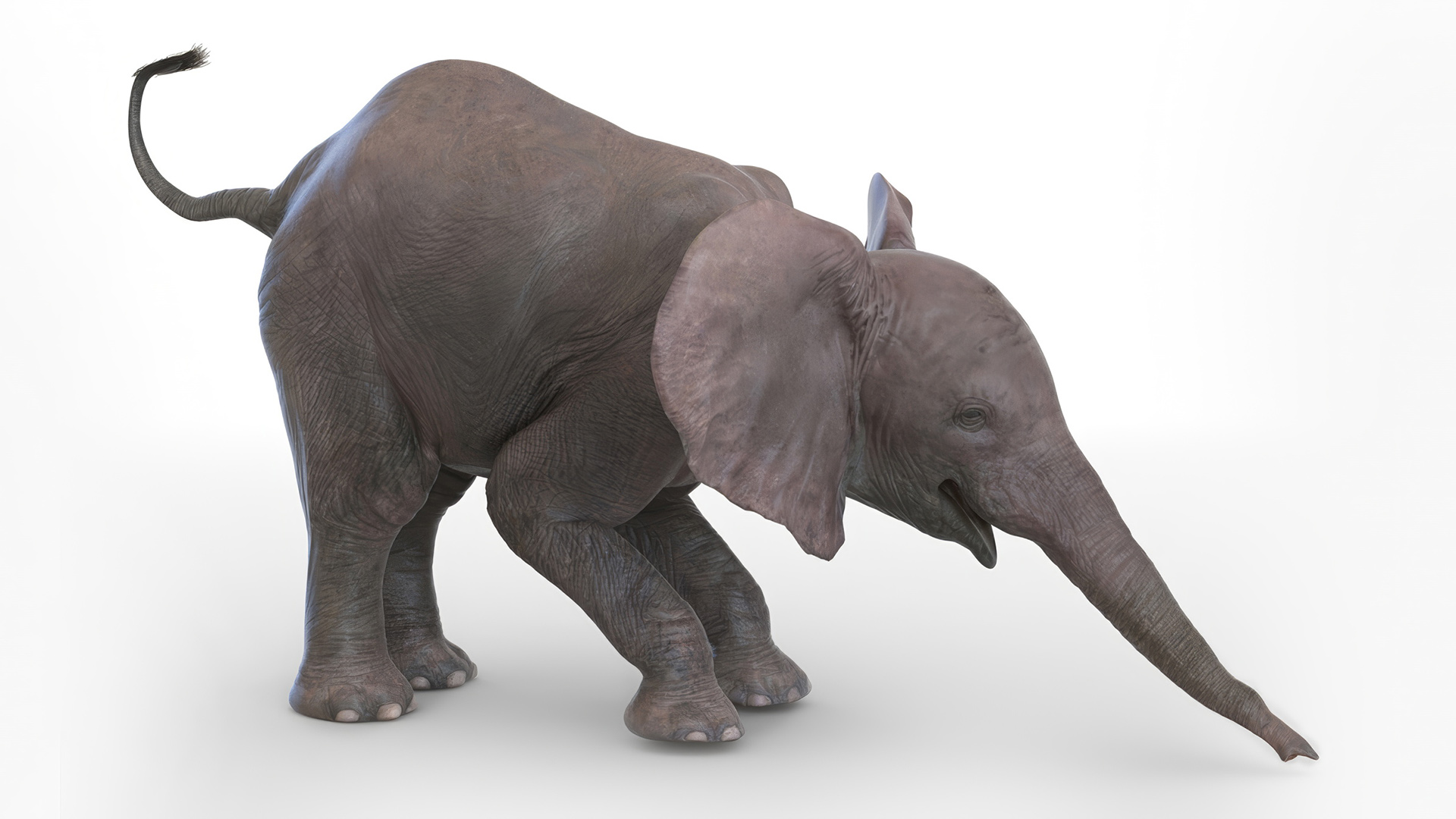 3D model Baby Elephant Rigged