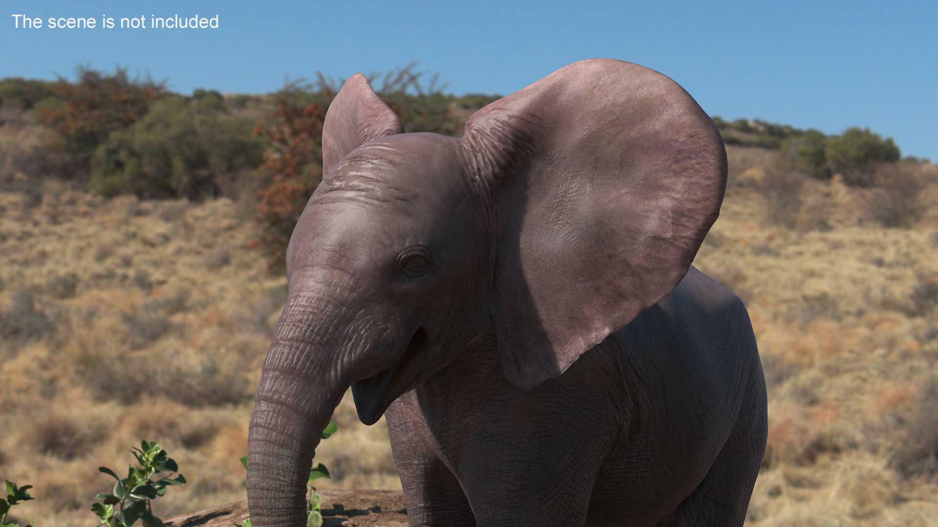 3D model Baby Elephant Rigged