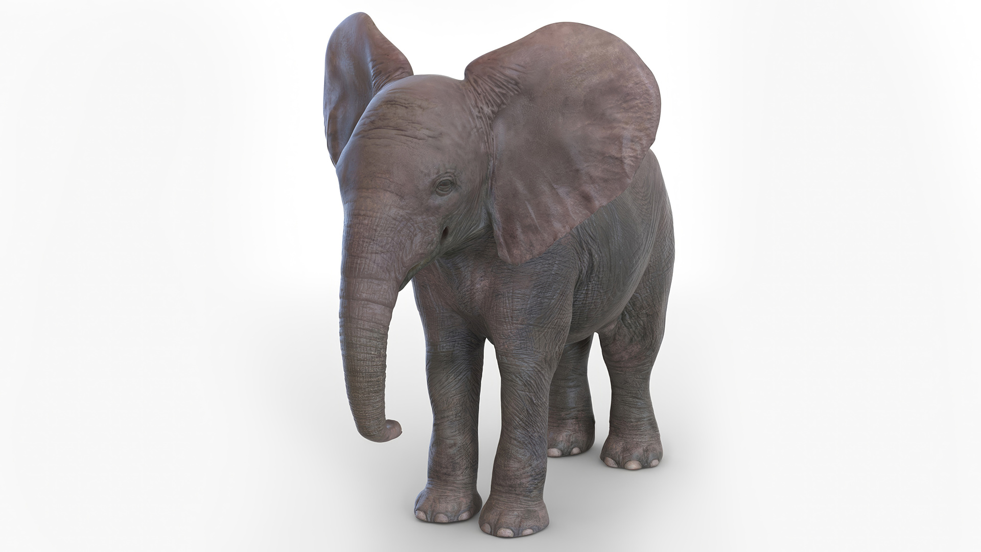 3D model Baby Elephant Rigged