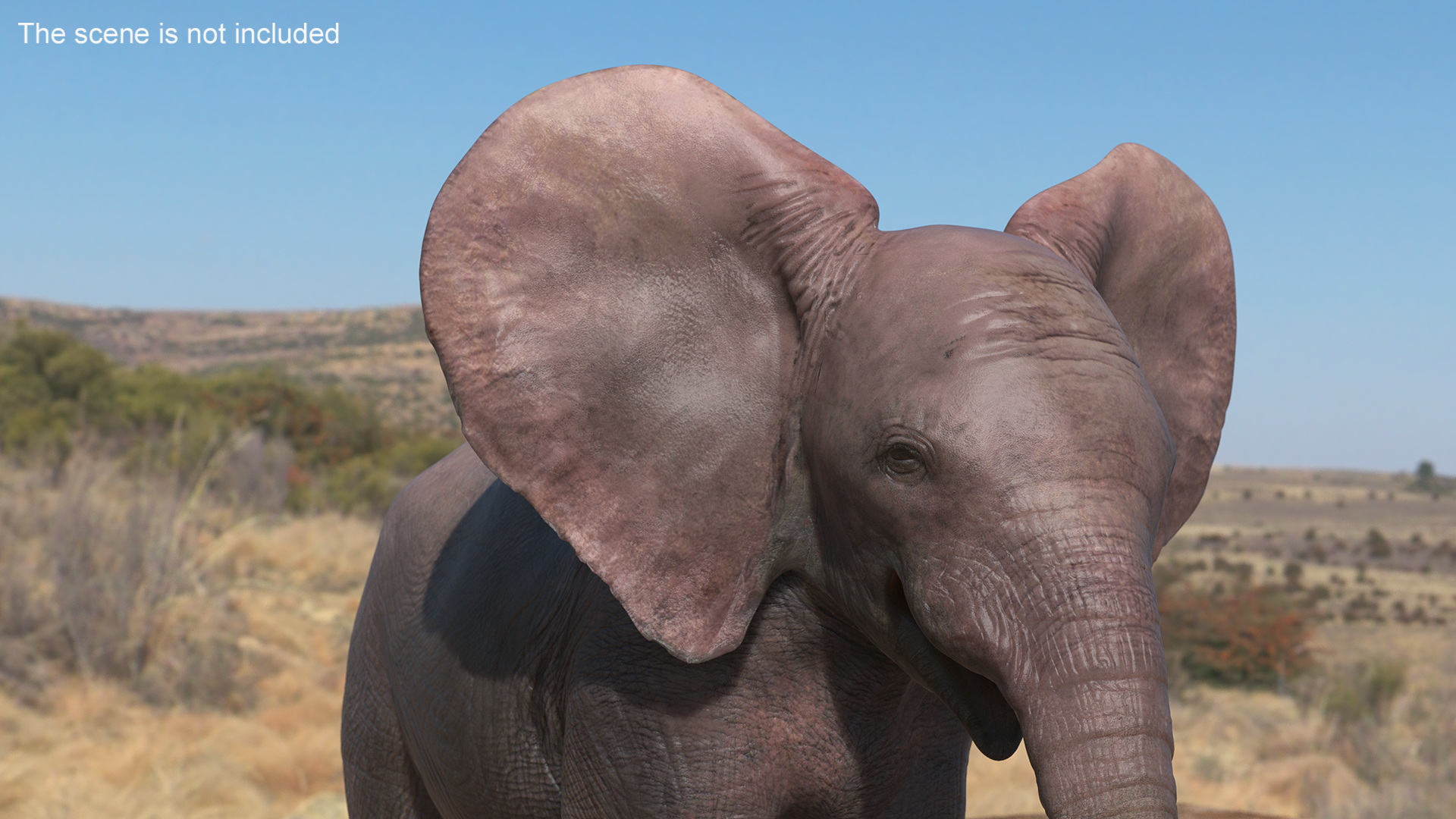 3D model Baby Elephant Rigged