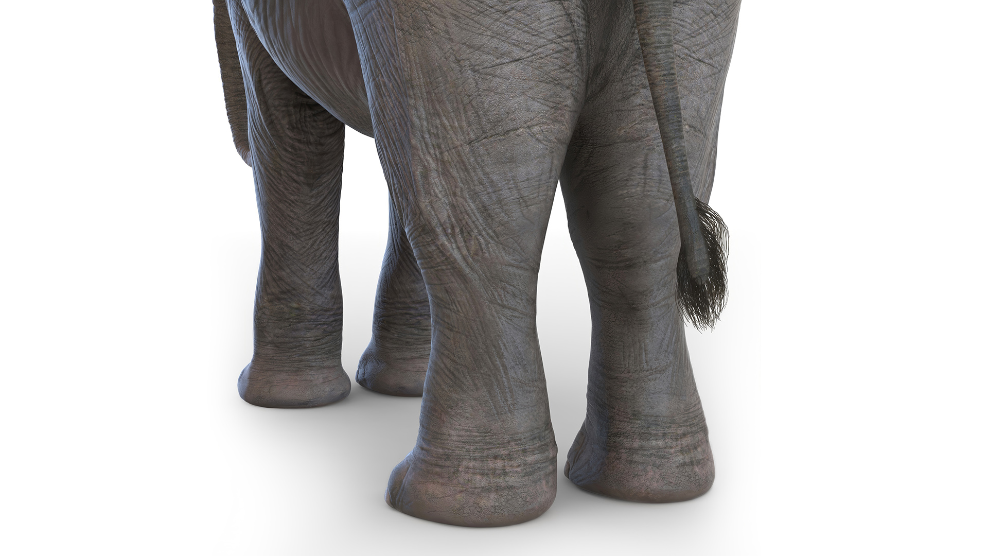 3D model Baby Elephant Rigged