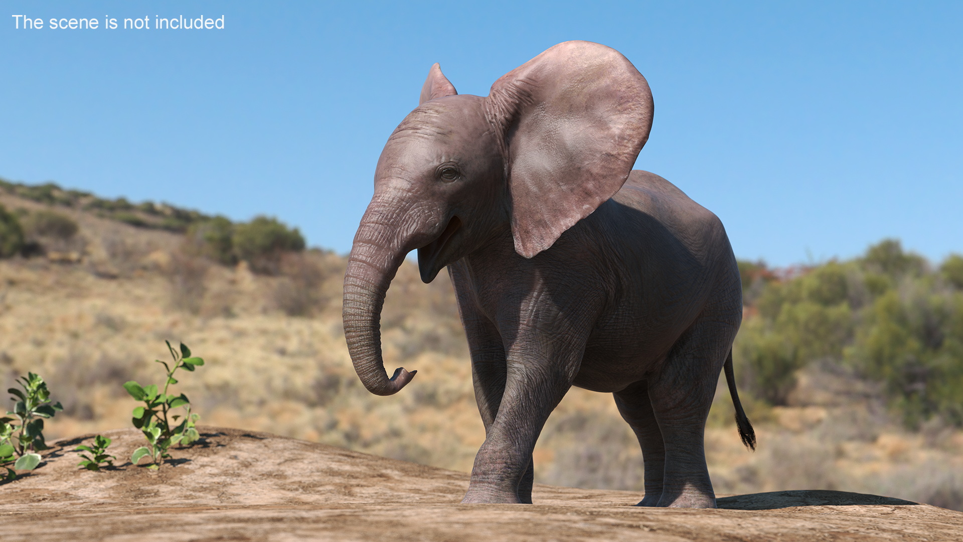 3D model Baby Elephant Rigged