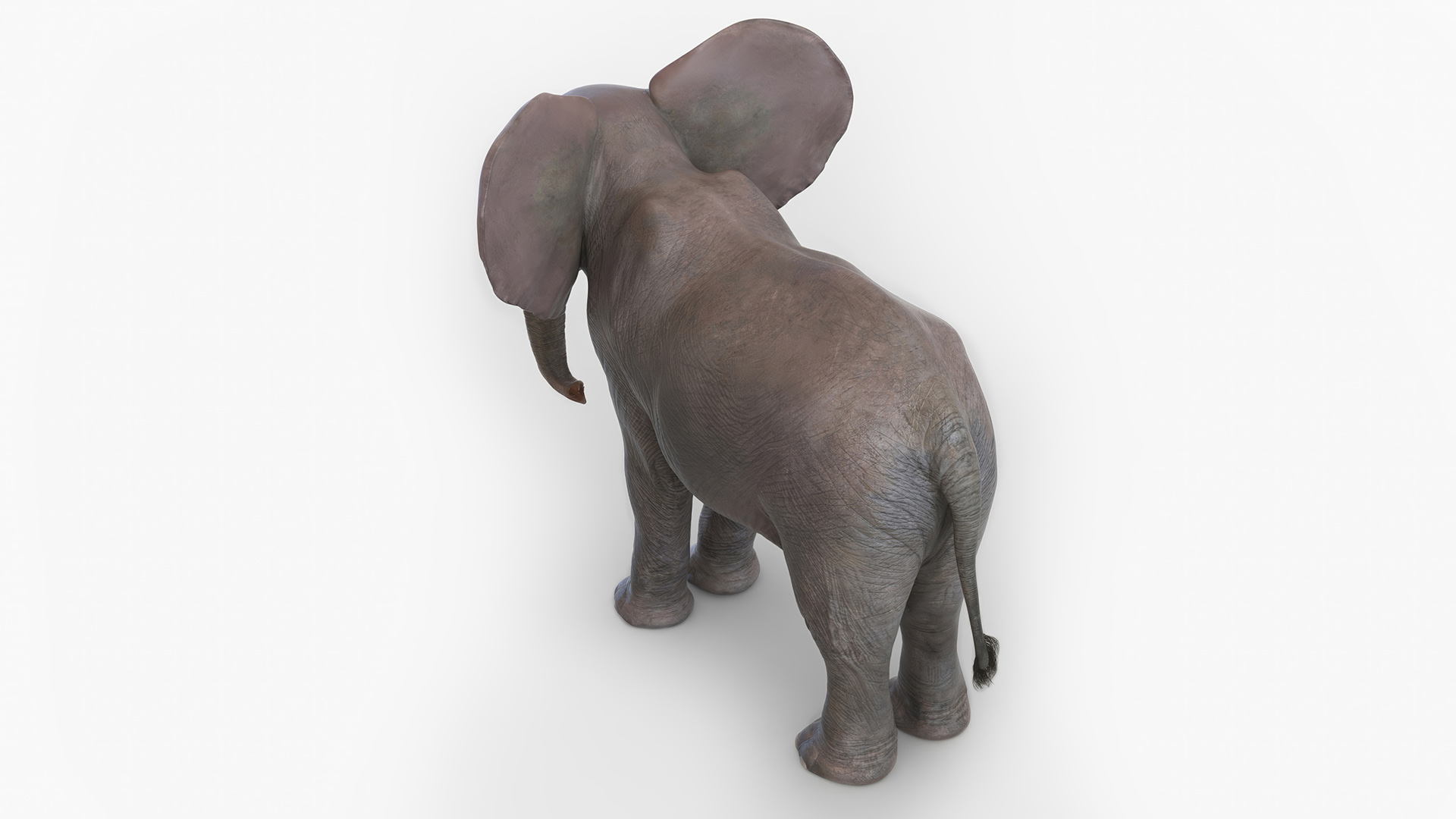 3D model Baby Elephant Rigged