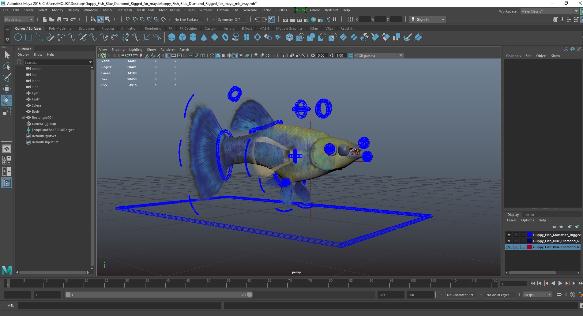 Guppy Fish Blue Diamond Rigged for Maya 3D model