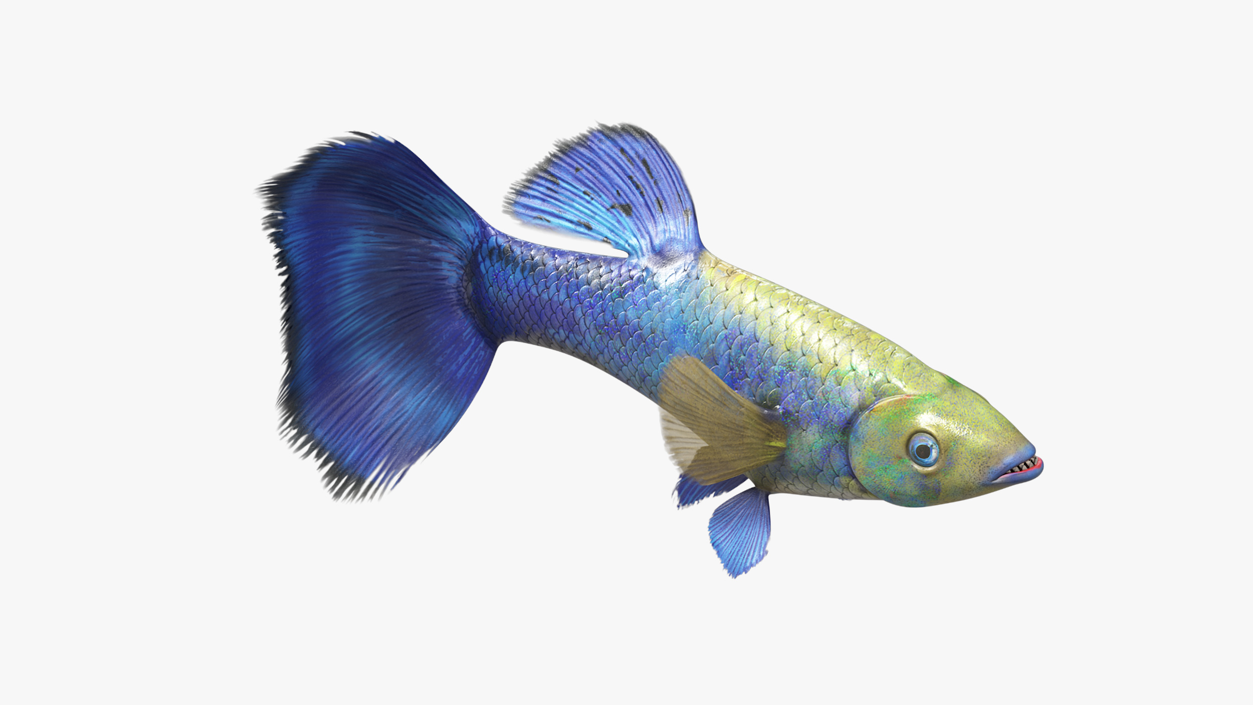 Guppy Fish Blue Diamond Rigged for Maya 3D model
