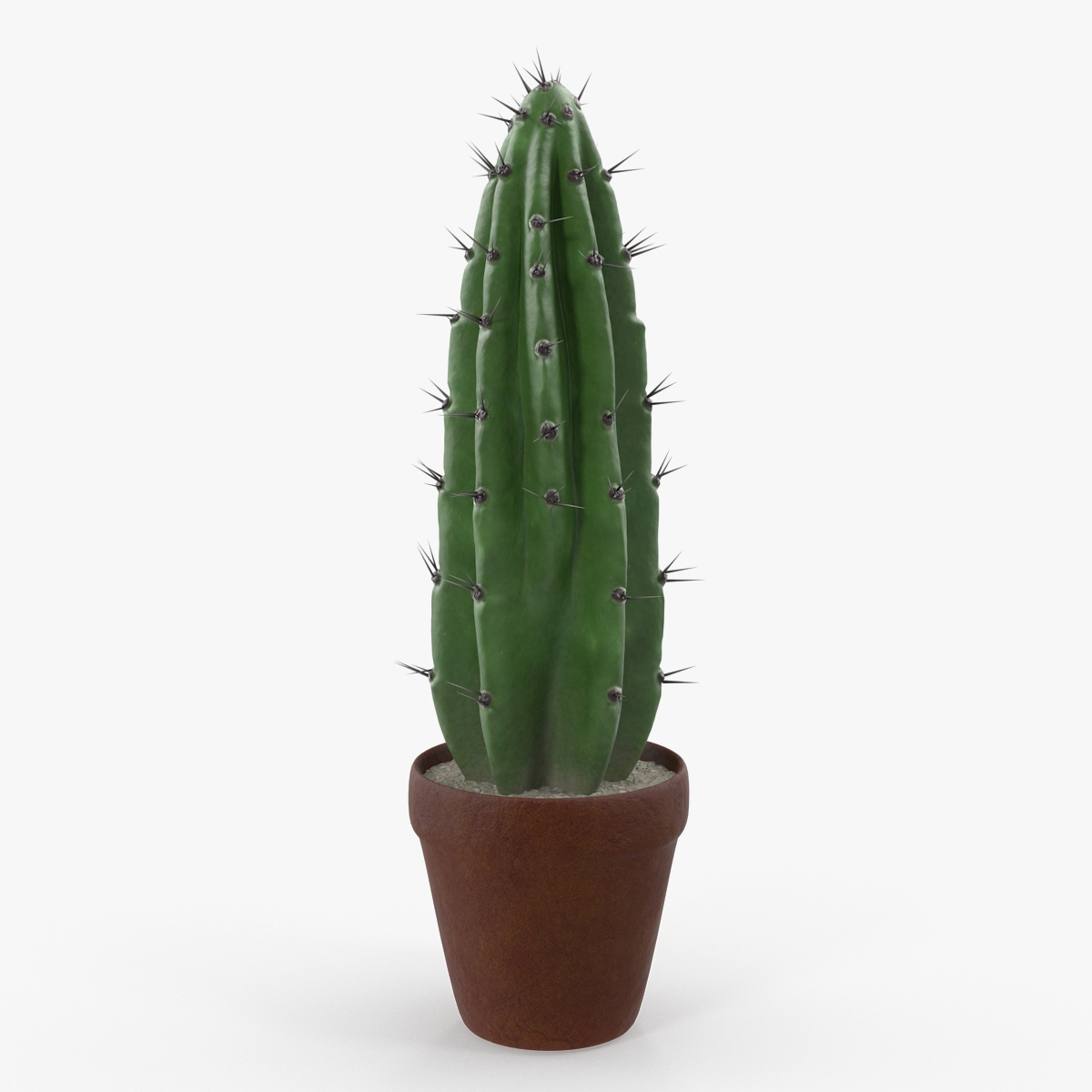 Cereus Peruvianus Cactus 3D Model