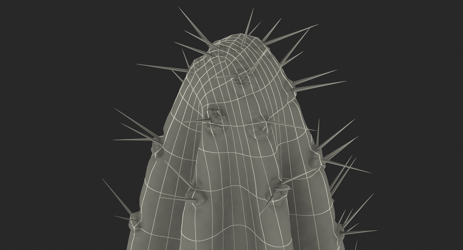 Cereus Peruvianus Cactus 3D model
