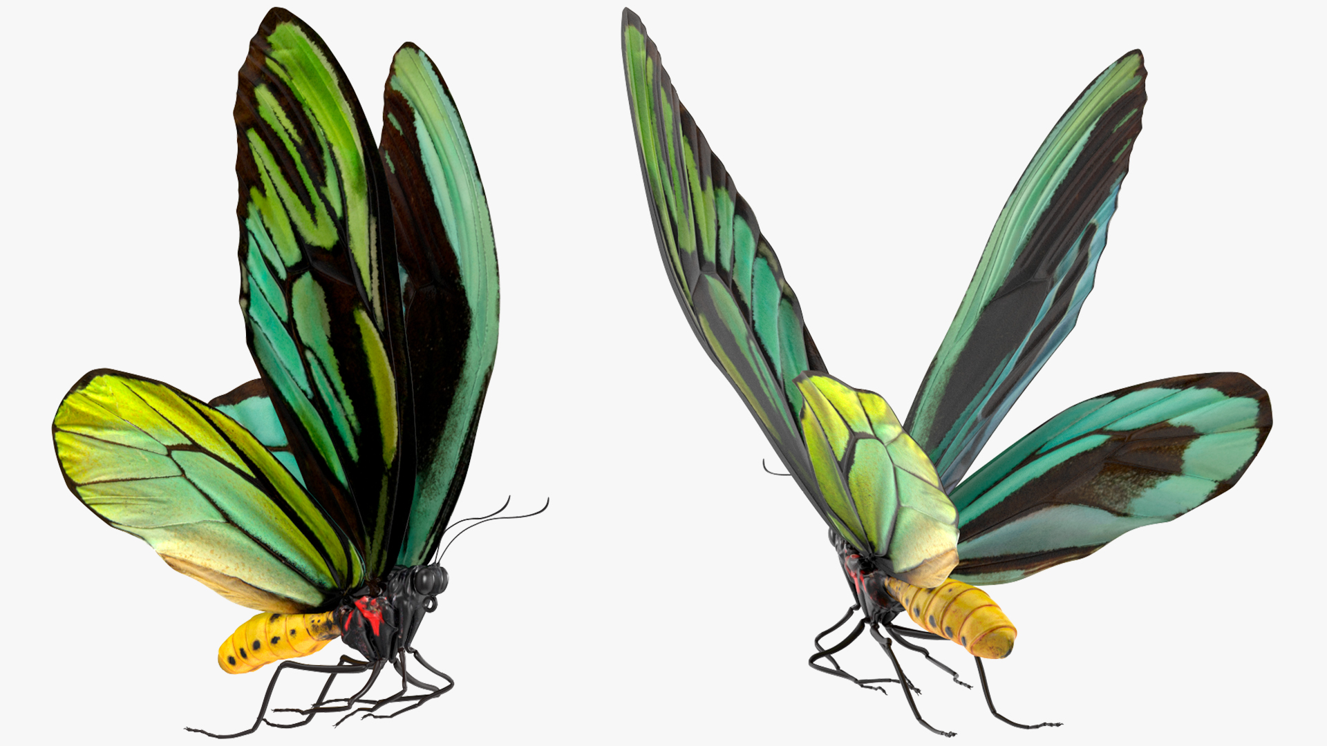 3D Animated Flight Ornithoptera Alexandrae Butterfly Rigged