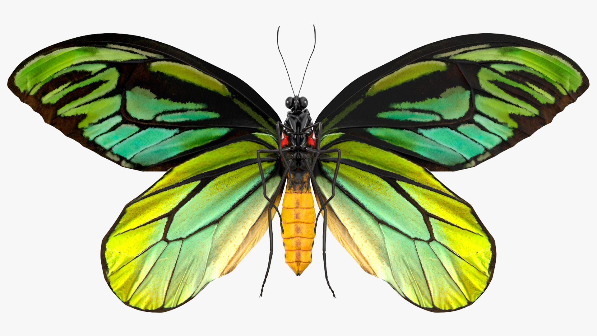 3D Animated Flight Ornithoptera Alexandrae Butterfly Rigged