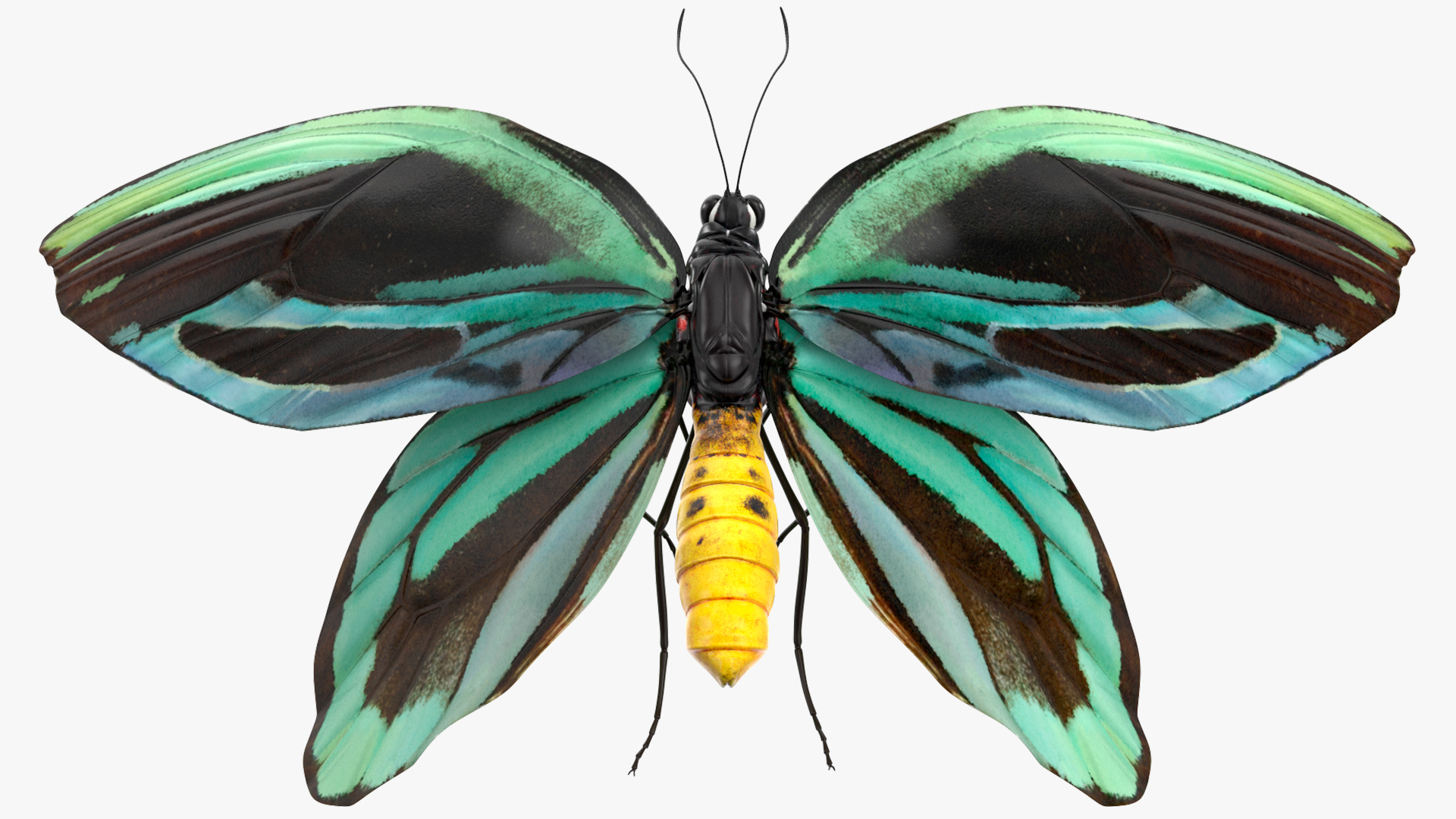 3D Animated Flight Ornithoptera Alexandrae Butterfly Rigged